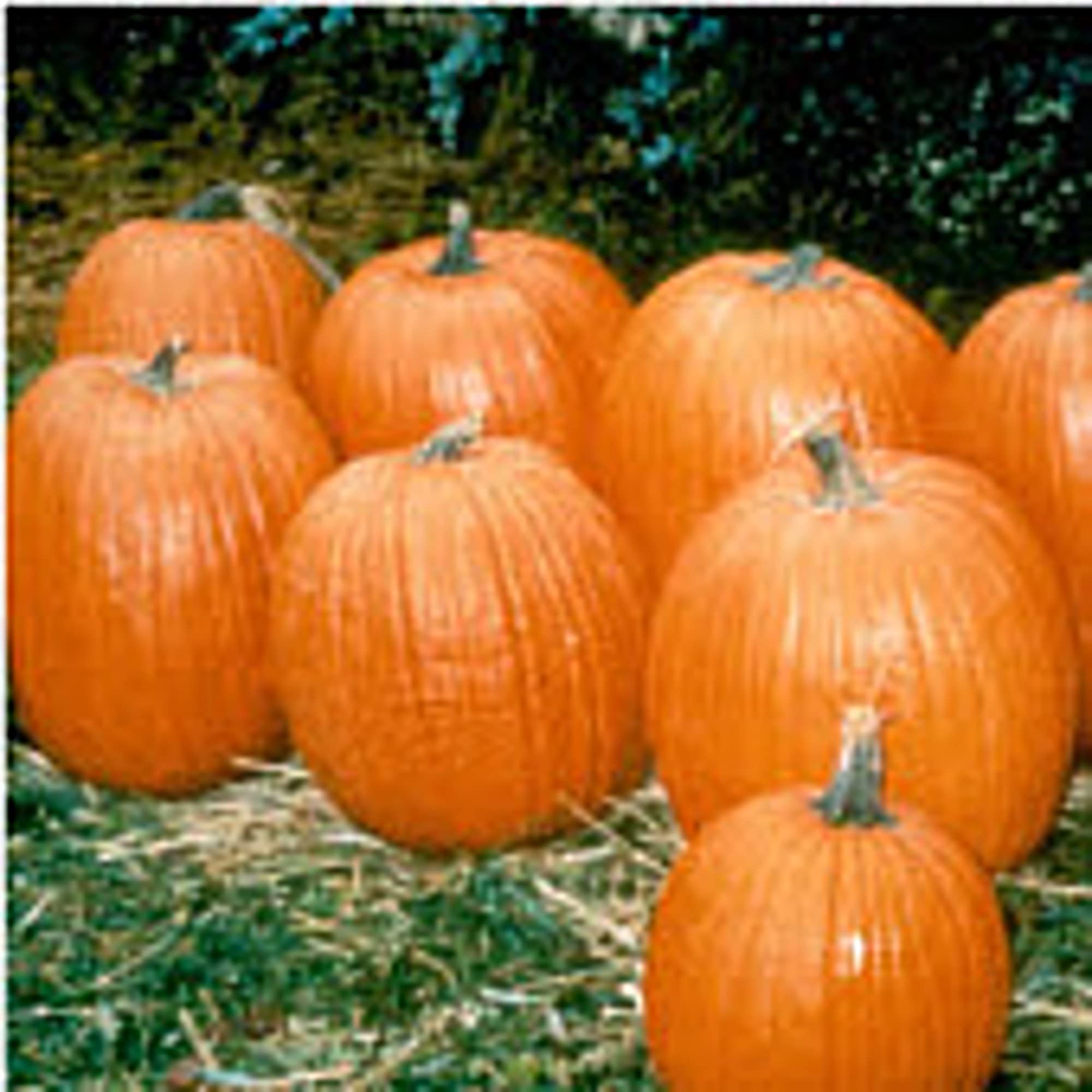 Howden Biggie Pumpkin Seeds (20+ Seeds) | Non-GMO Vegetable & Herb Seeds for Planting | Home Garden, Greenhouse, Backyard Farming | Perfect for Fall Decorations & Pumpkin Patches