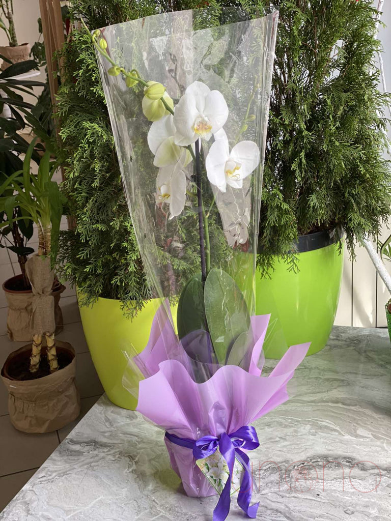Buy Phalaenopsis Orchid Plants Online - Live Moth Orchid Flowers for Home & Office Decor - Perfect for Weddings, Gifts & Indoor Gardening