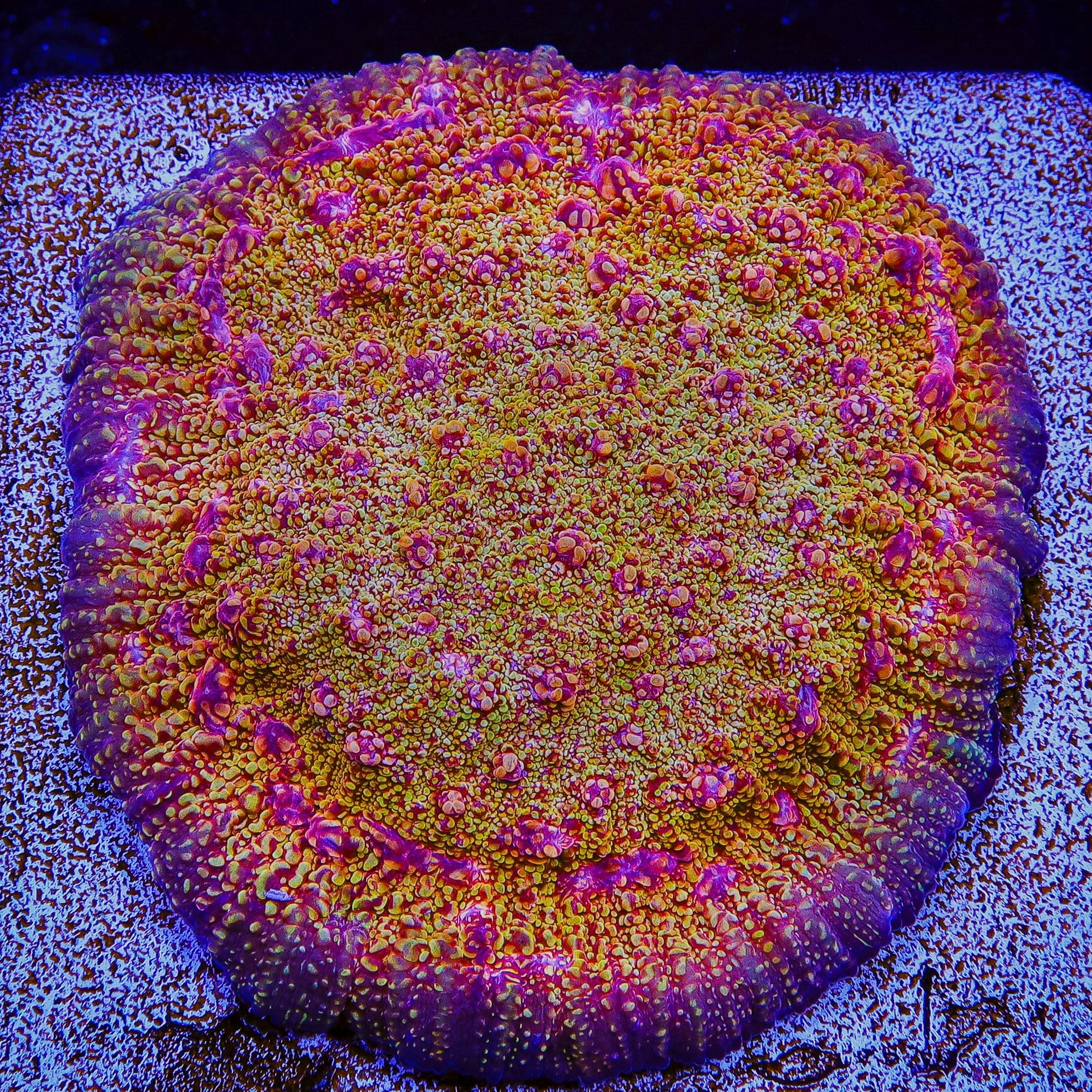 CB El Diablo Chalice Coral for Saltwater Aquariums - Vibrant LPS Coral for Reef Tanks & Marine Aquascaping