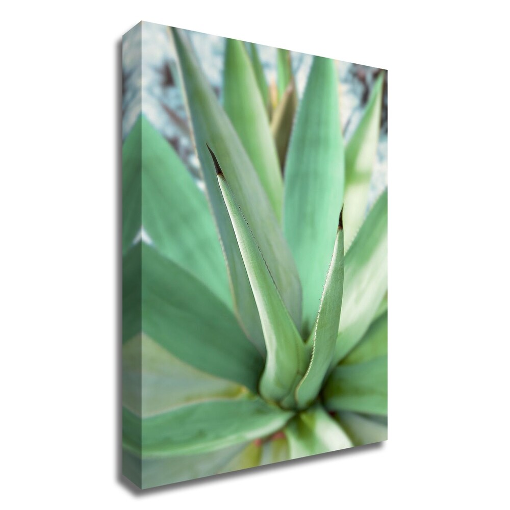 Agave Succulent Wall Art Print by Alan Blaustein - Stretched Canvas Ready to Hang - Perfect for Living Room, Bedroom, or Office Decor