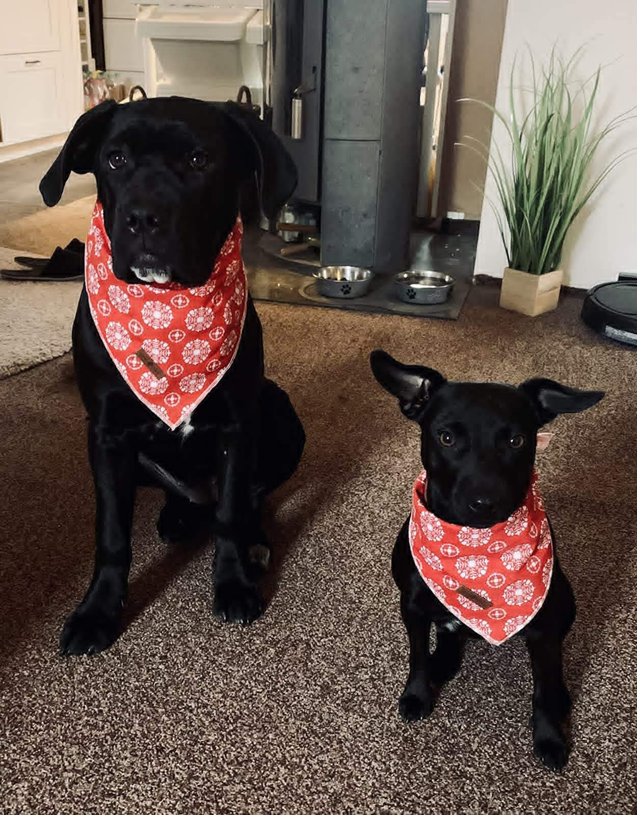 Lionet Paws Dog Bandana for Small Medium Large Dogs - Adjustable Pet Scarf for Cats & Dogs - Cute Triangle Bib Kerchief for Puppies & Kittens - Perfect for Pet Parties, Holidays & Photo Shoots