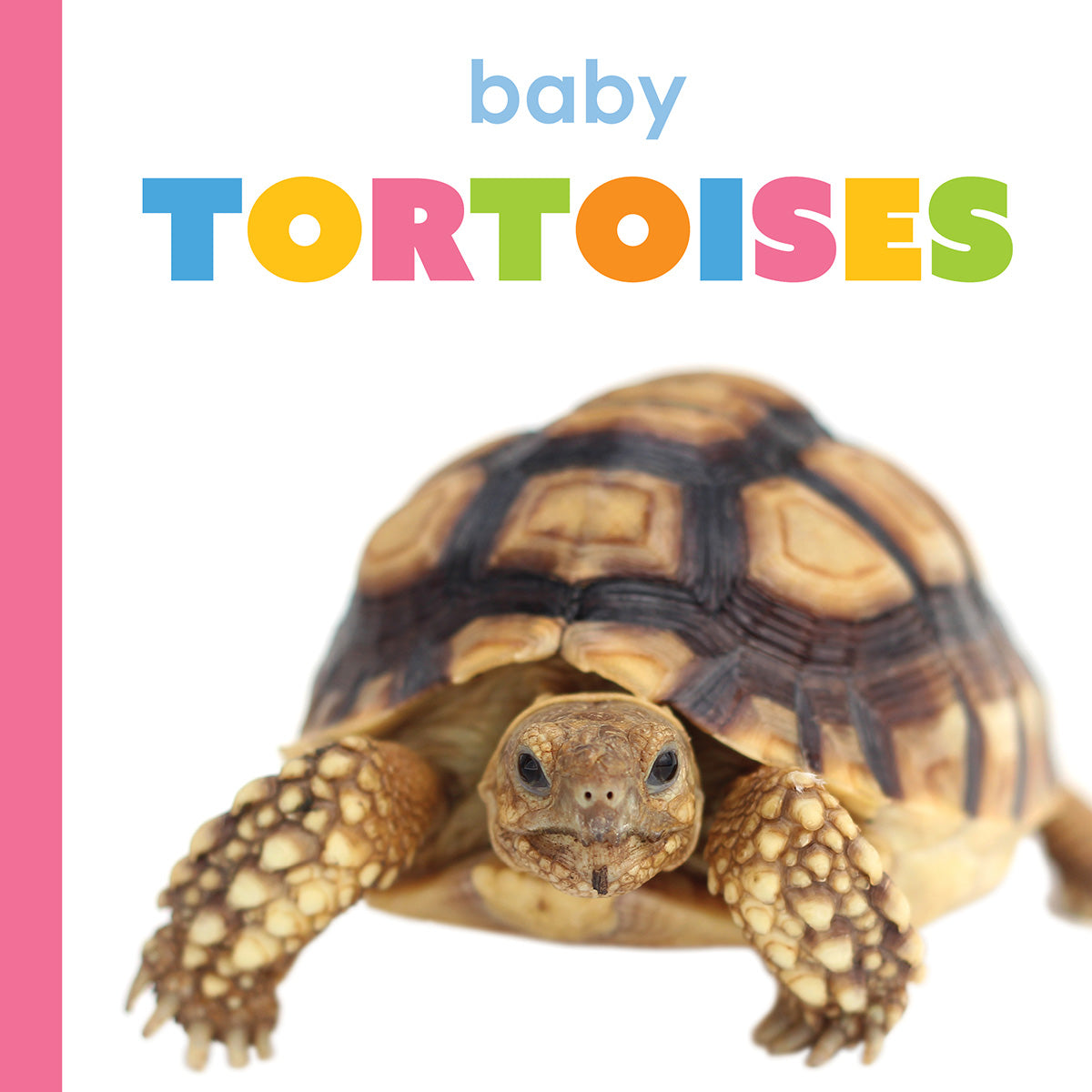 Baby Tortoises for Sale - Healthy & Adorable Hatchlings for Pet Lovers | Perfect for Kids' First Pets & Educational Reptile Habitats