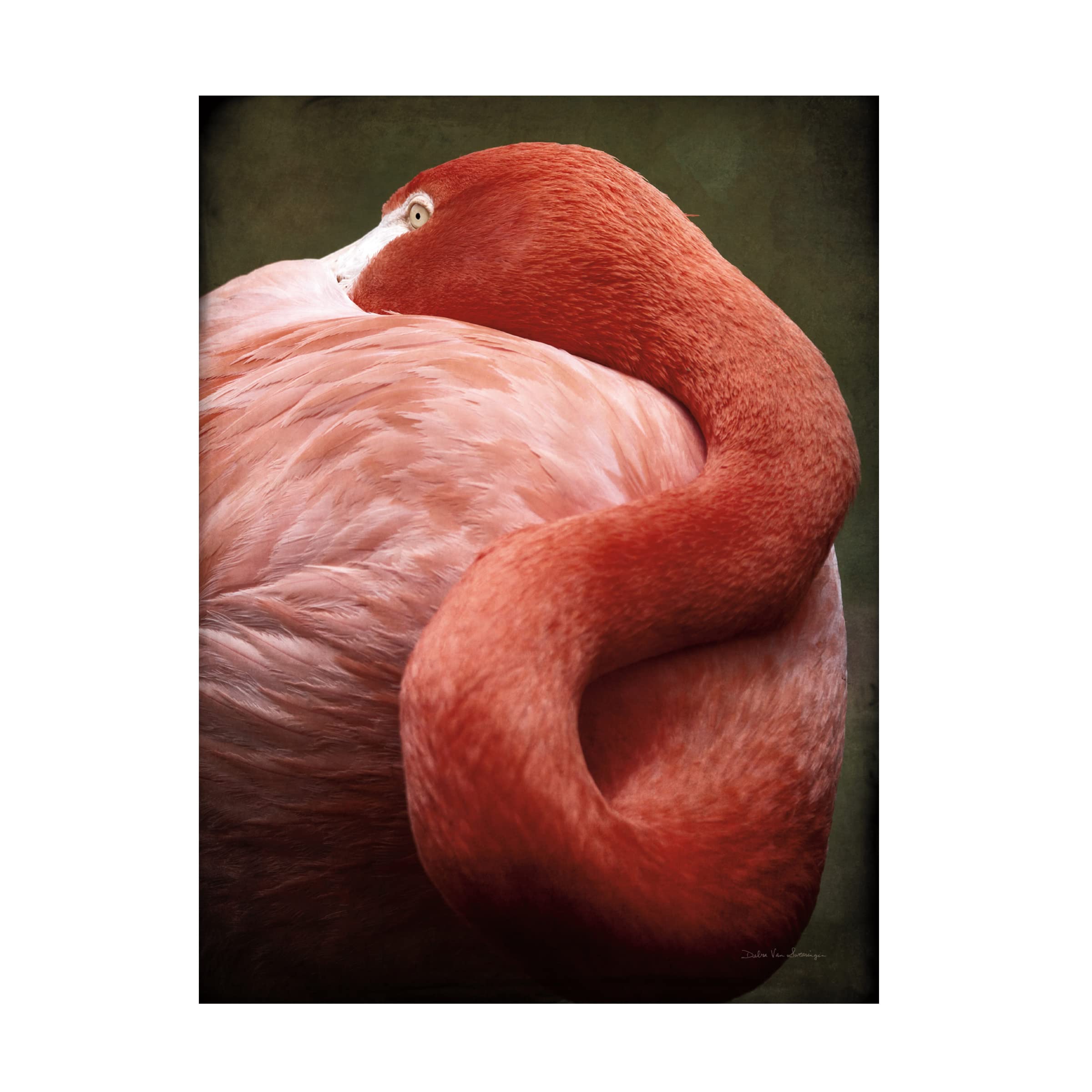 Trademark Fine Art 'Caribbean Flamingo I' Canvas Wall Art by Debra Van Swearingen - Tropical Home Decor for Living Room, Bedroom & Office