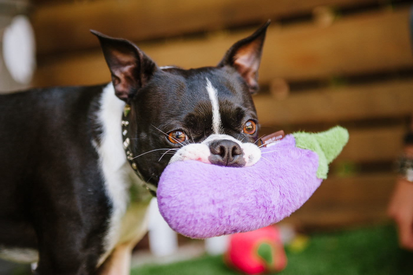 Farm Fresh Squeaky Plush Dog Toy - Soft & Durable Chew Toy for Small & Large Dogs - Perfect for Indoor Play, Training & Cuddling