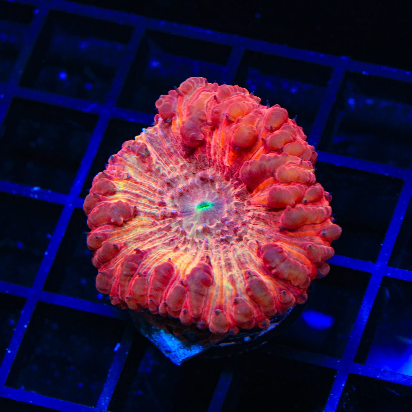 Premium Cinnamon Blastomussa Coral for Saltwater Aquariums - Vibrant Live Coral for Reef Tanks & Marine Aquascaping