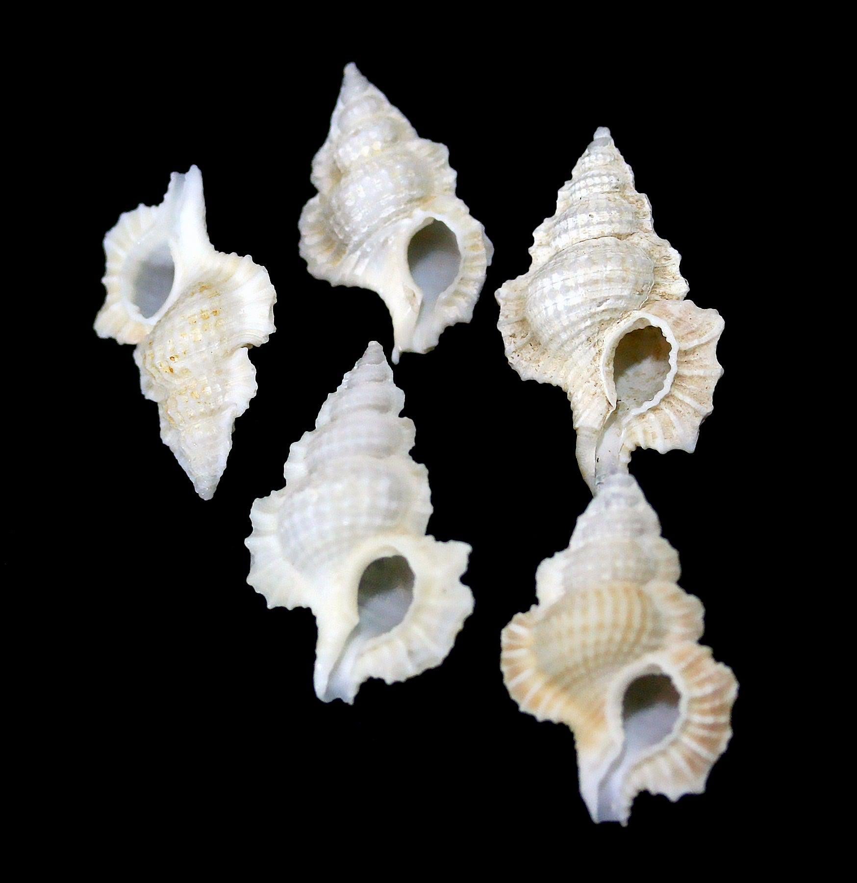 Maple Leaf Shell - Natural Decorative Seashell for Home Decor, DIY Crafts, and Beach Themed Parties - Perfect for Tablescapes, Wedding Centerpieces, and Coastal Styling