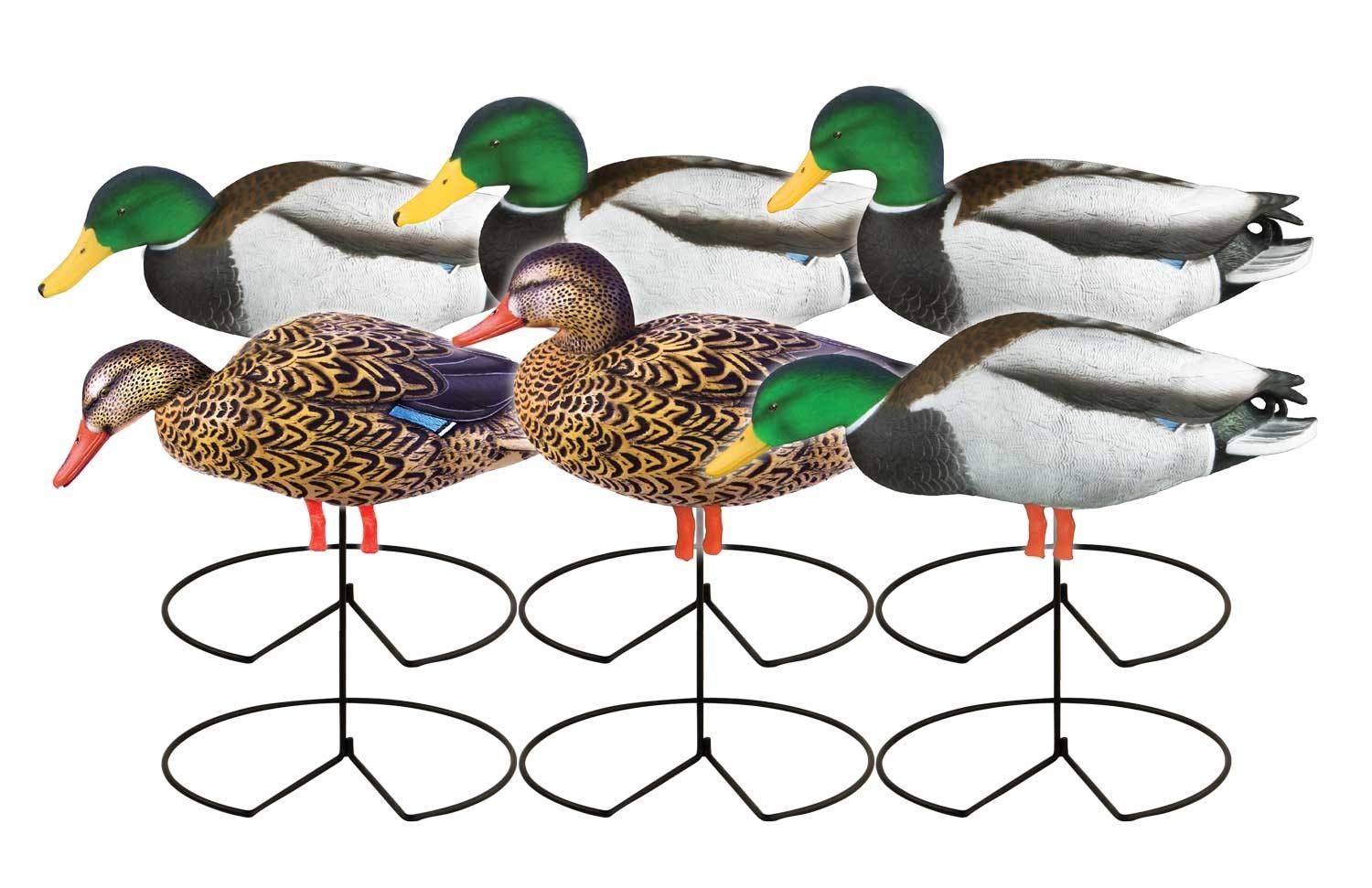 Premium PG FB January Mallards & Harvester Duck Decoy Pack - 6-Piece Set with Realistic Flocked Drake Heads for Waterfowl Hunting | Ideal for Ponds, Lakes & Wetlands