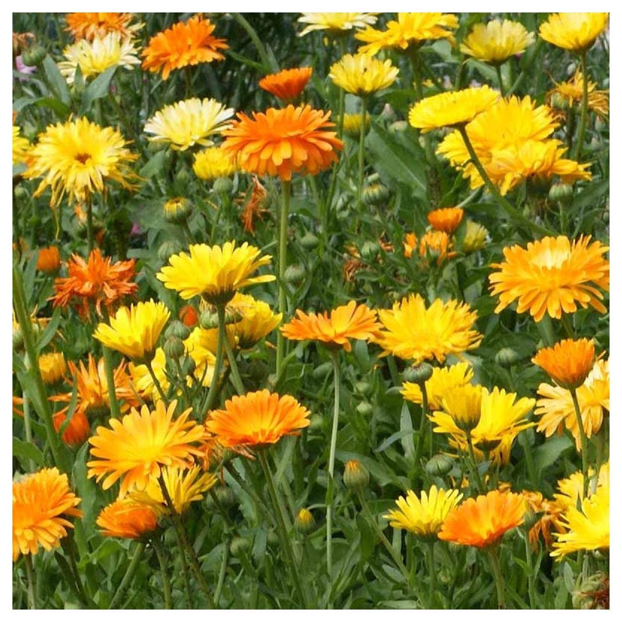 500 Pacific Beauty Mix Calendula Wildflower Seeds - Premium Gold Vault Jumbo Seed Packet for Home Garden, Landscaping & Pollinator-Friendly Planting