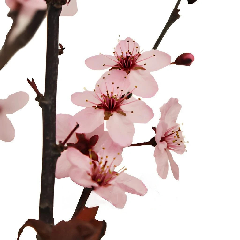Artificial Pink Cherry Blossom Branches for Home Decor - 12 Pack Faux Sakura Flowers with Stems for Wedding Centerpieces, Spring Party Decorations, Office Desk & Living Room Floral Arrangements