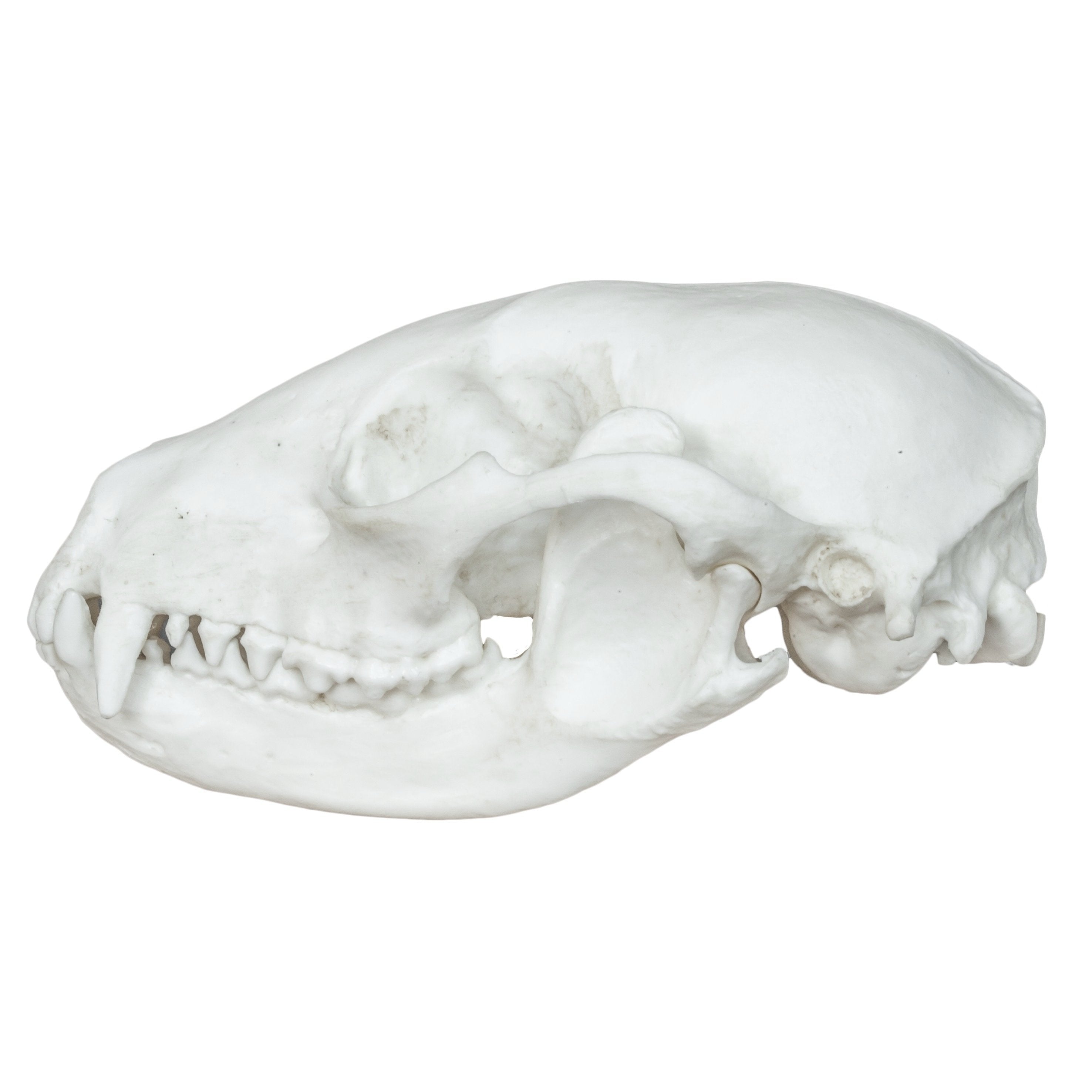 Realistic Replica Raccoon Skull - High-Quality Animal Skull Model for Halloween Decor, Gothic Home Decor, Biology Study & Taxidermy Display