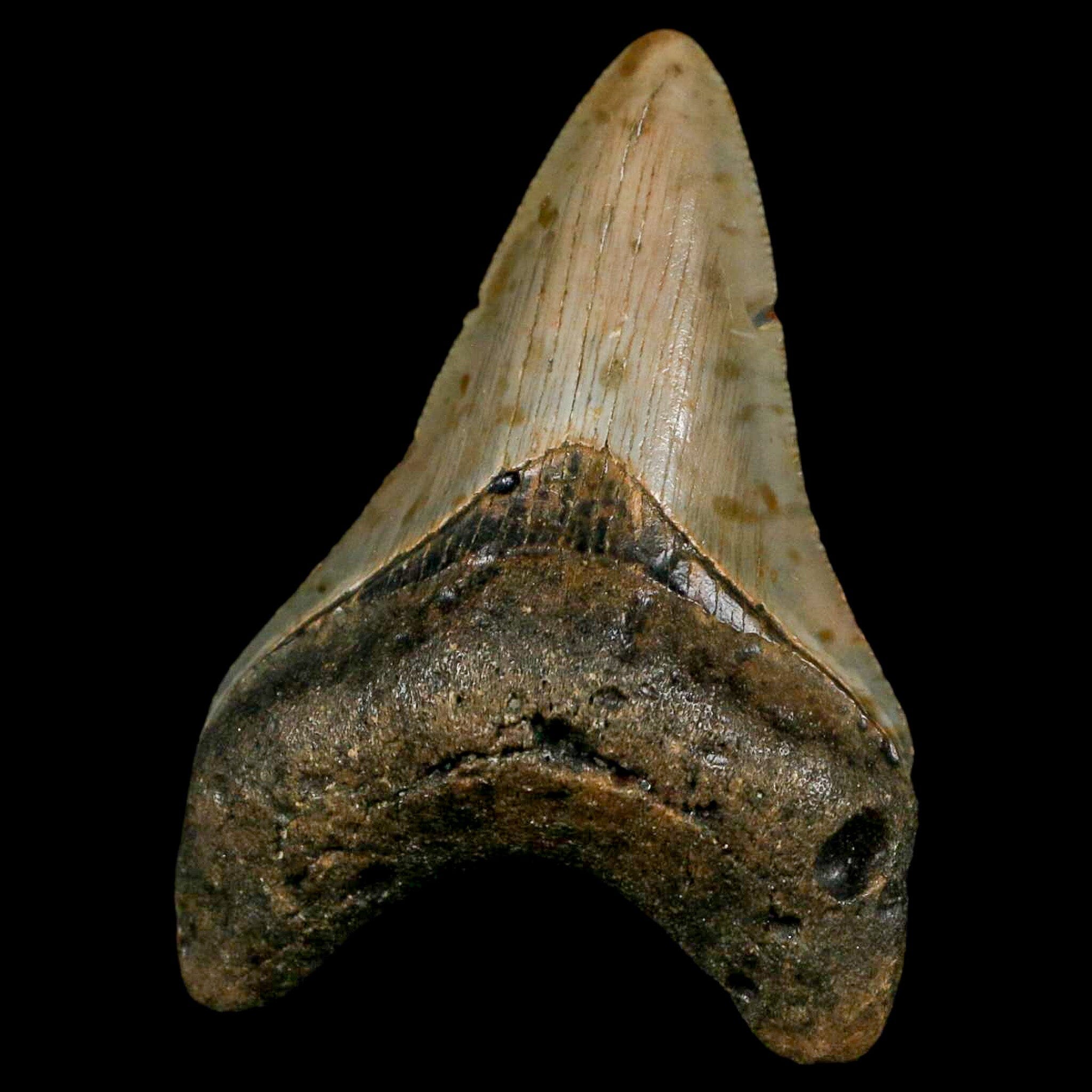 Authentic Megalodon Shark Tooth Fossil - Natural Serrated Tooth from Miocene Era with COA - Perfect for Collectors, Jewelry Making & Educational Displays