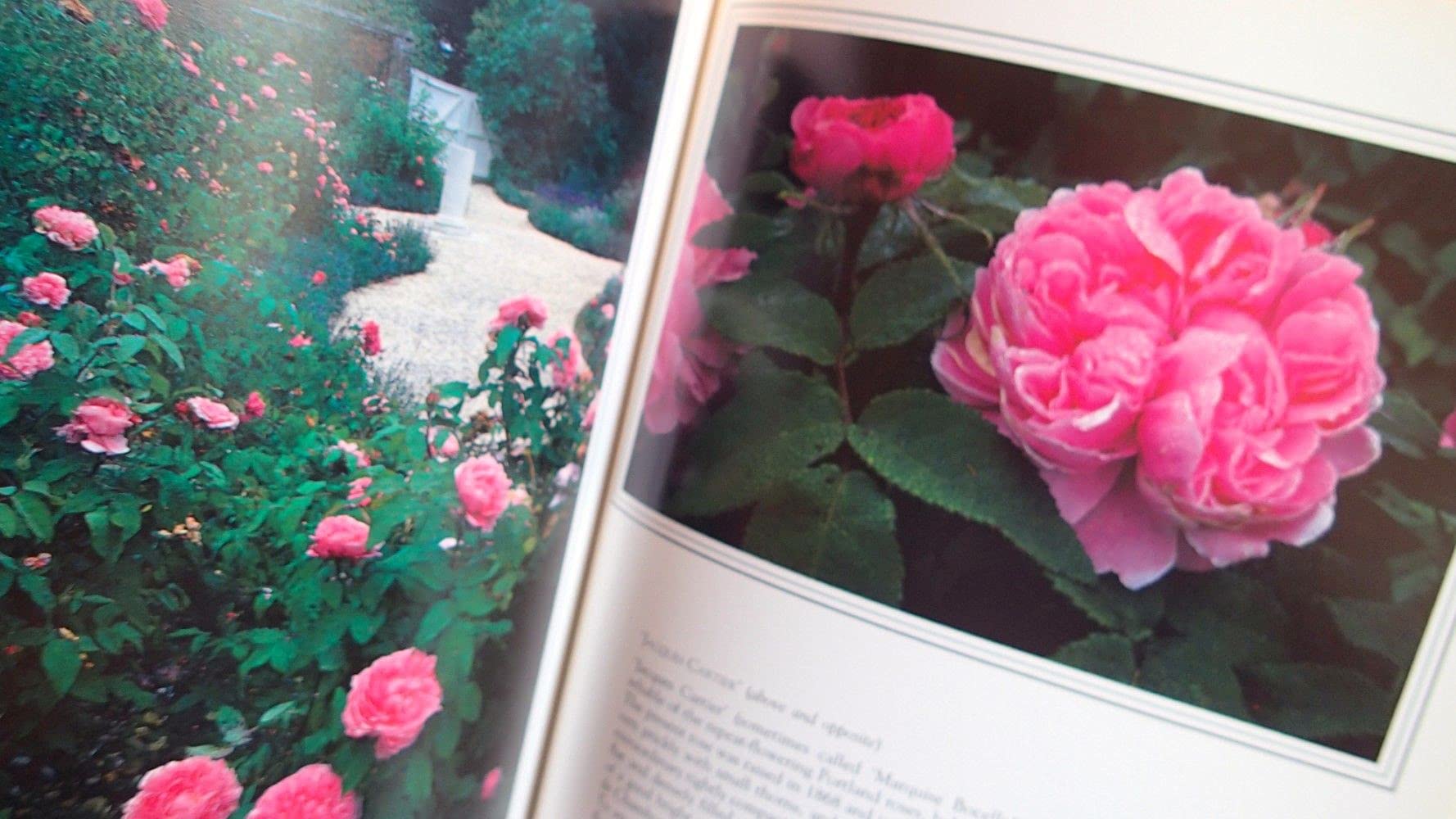 Rose Gardening Guide: Tips & Techniques for Beautiful Blooms | Perfect for Home Gardens & Landscaping