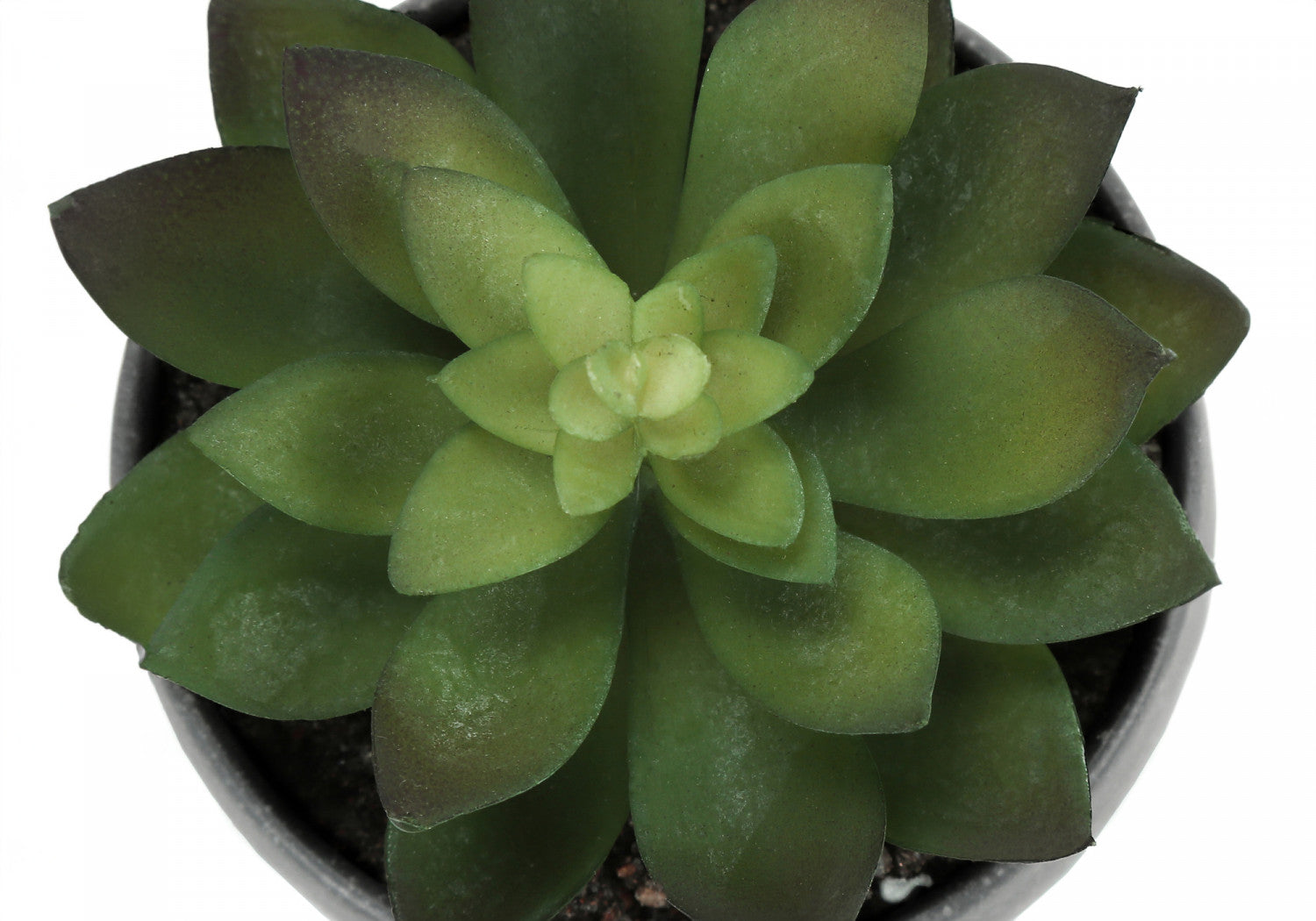 6 Pack Succulent Plants in Grey Pots - Set of 3 Live Indoor Houseplants for Home Decor, Office Desk, or Gift