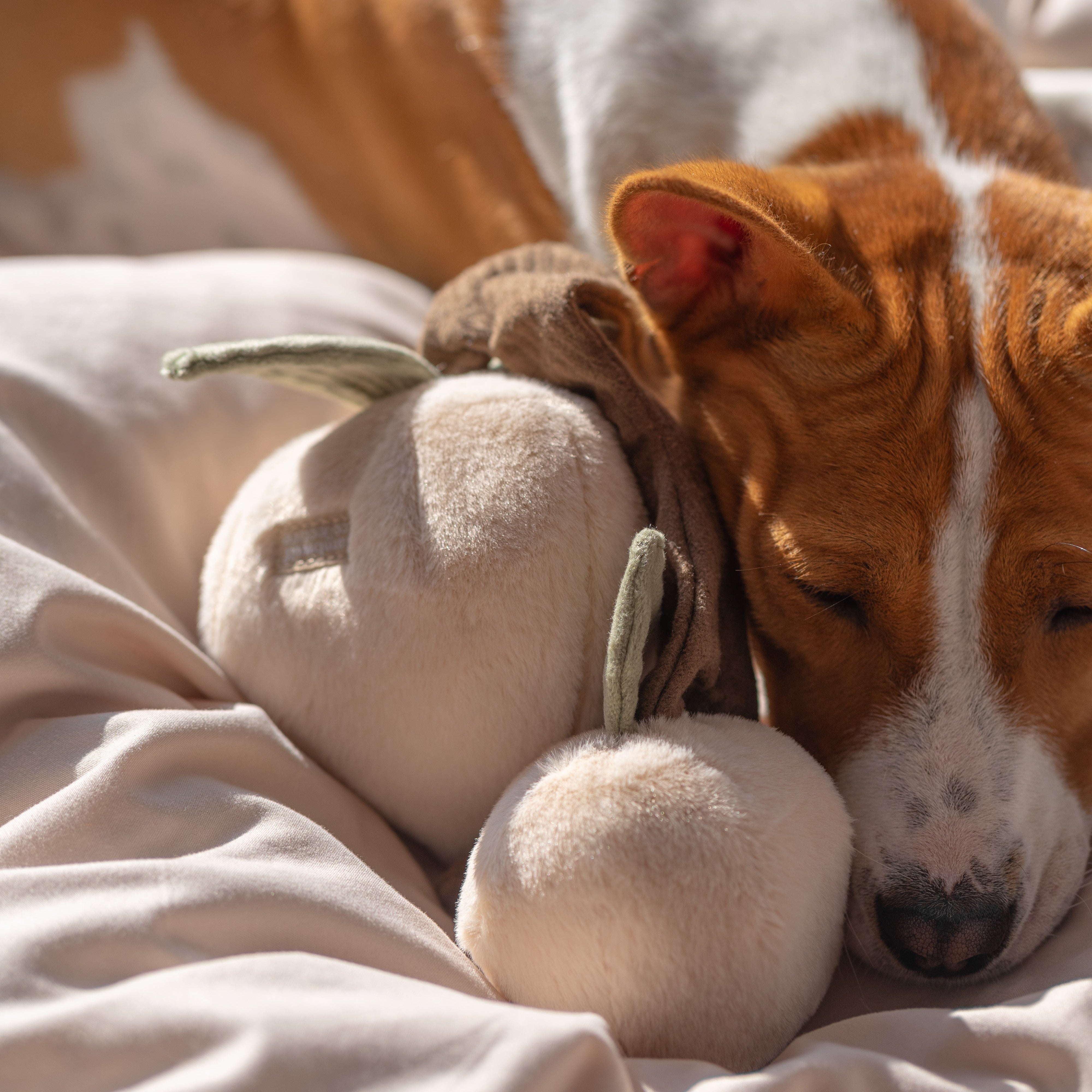 Momo - High-Quality Pet Toys for Dogs & Cats - Interactive Chew Toys for Puppies & Kittens - Durable & Safe for Indoor & Outdoor Playtime