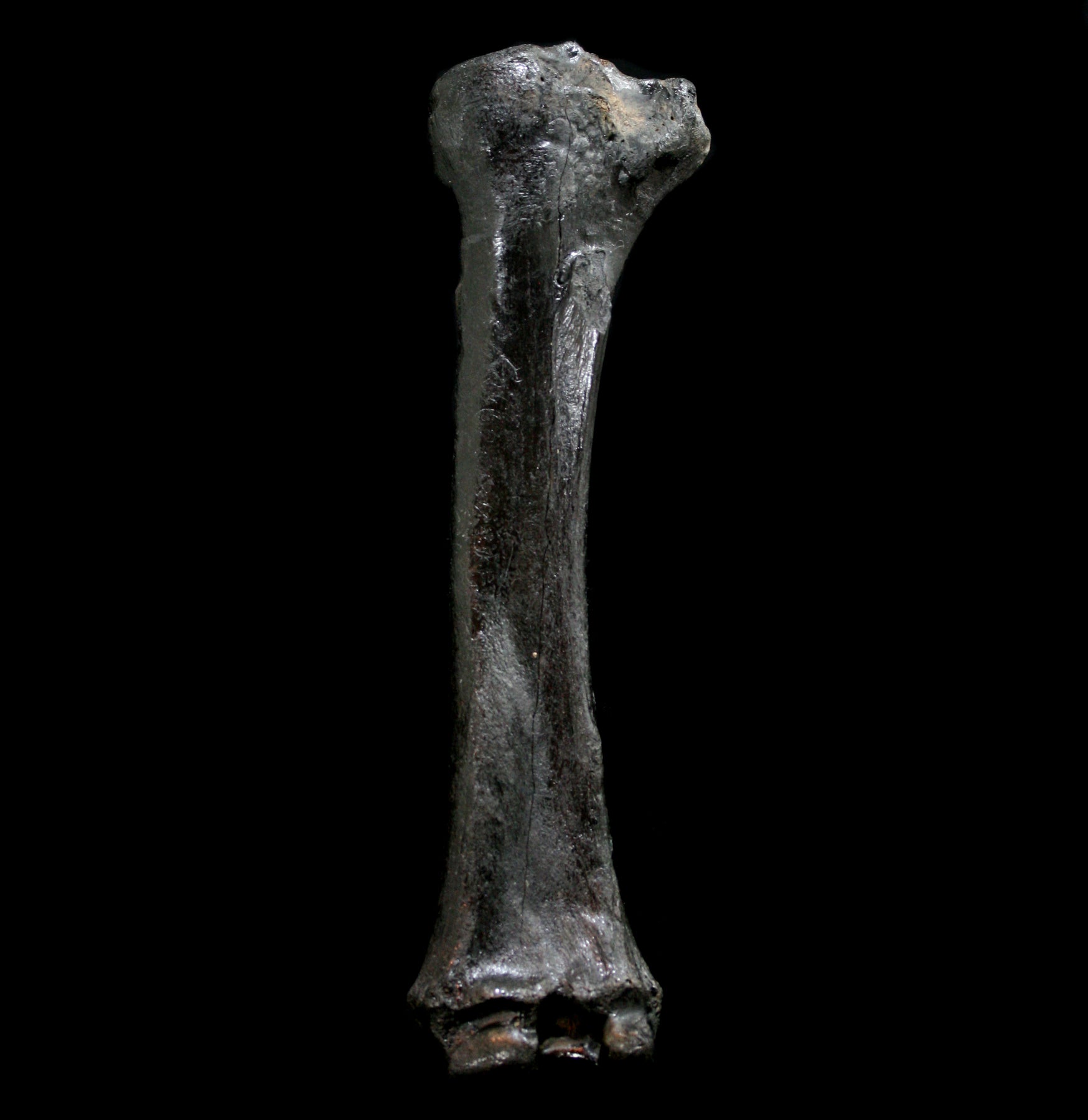 Authentic Fossilized Bison Radius Bone Specimen - Genuine Ice Age Relic for Collectors, Paleontology Study & Home Decor Display