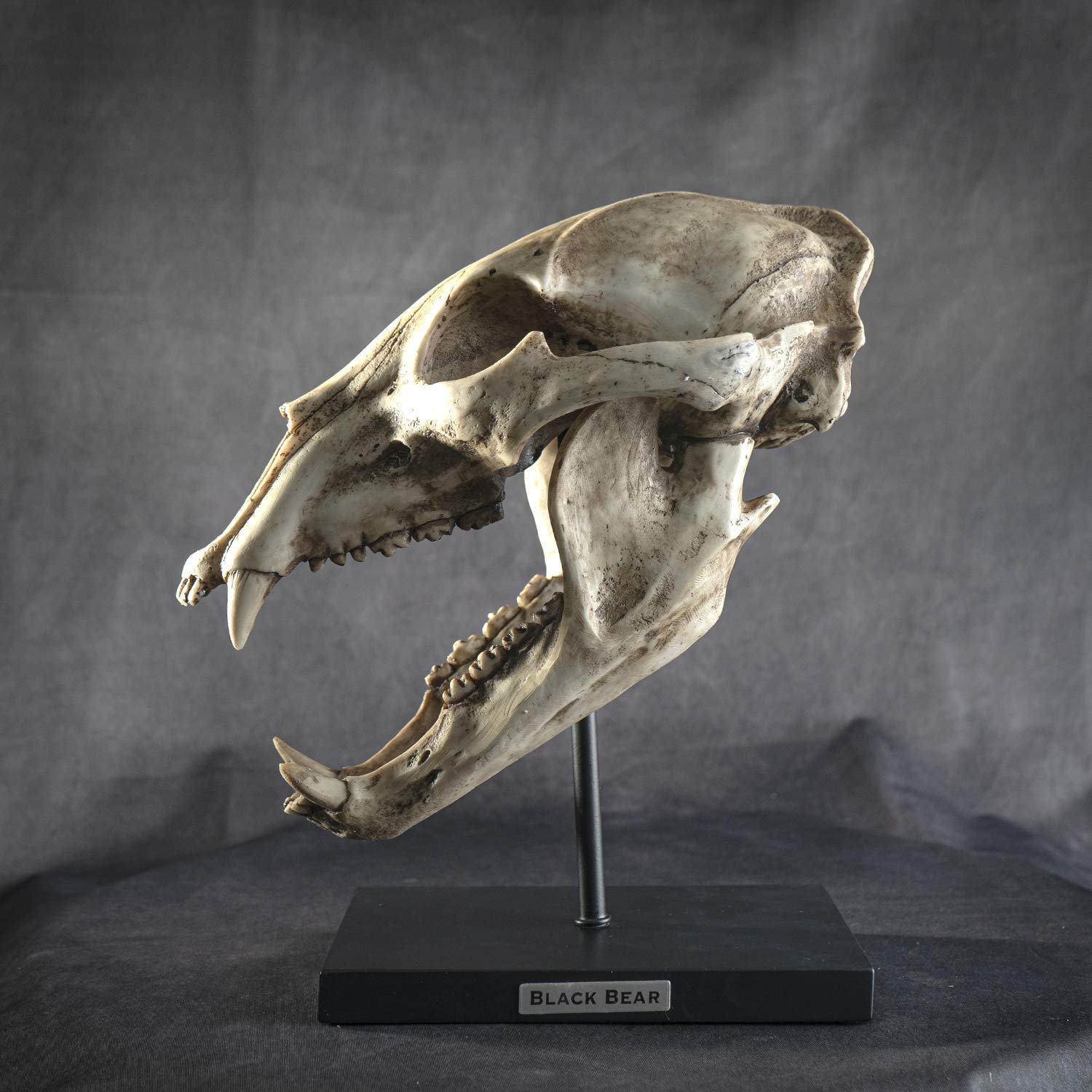 SUMMIT COLLECTION Polystone Resin Black Bear Skull Replica with Stand & Name Plaque - 10.75 Inch Home Decor Sculpture for Cabin, Hunting Lodge & Gothic Interior Design