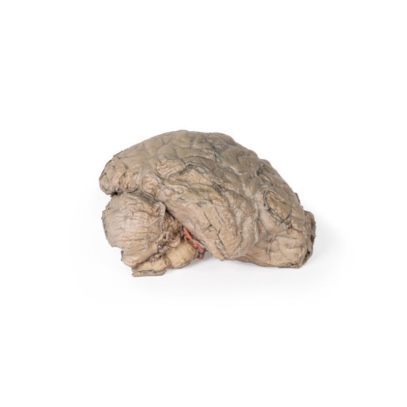 3D Printed Brain Hemisection Model - Anatomical Human Brain Study Tool for Neuroscience Education & Medical Training