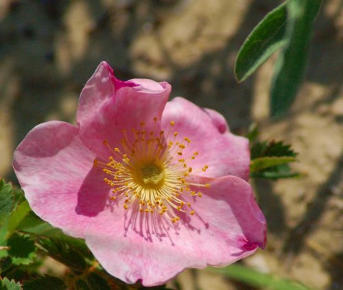 25 Pink Swamp Rose (Rosa Palustris) Flower Seeds for Planting - Beautiful Perennial Garden Flowers for Landscaping, Wet Areas & Butterfly Gardens