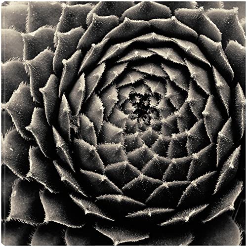 Succulent s