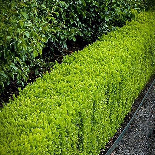 Japanese Boxwood Plants - 10 Live 4 Inch Pots of Buxus Microphylla | Low Maintenance Evergreen Hedge for Landscaping, Garden Borders & Formal Gardens