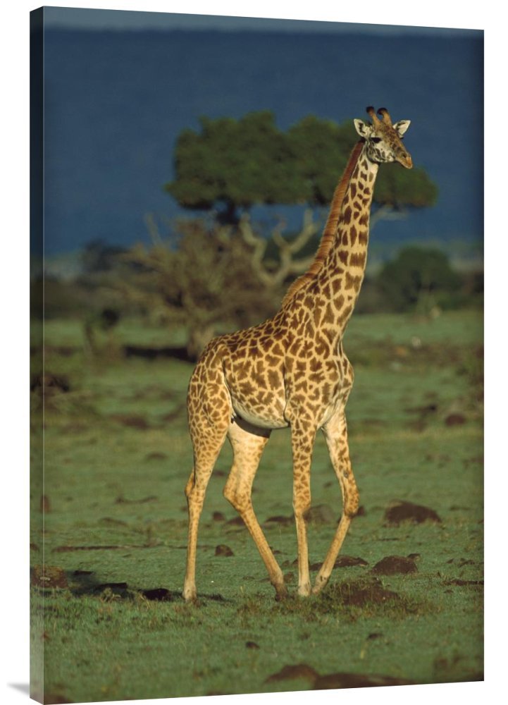 Tim Fitzharris Giraffe Portrait Kenya Canvas Wall Art - Gallery Wrap Giclee Print - African Wildlife Decor for Living Room, Bedroom & Office