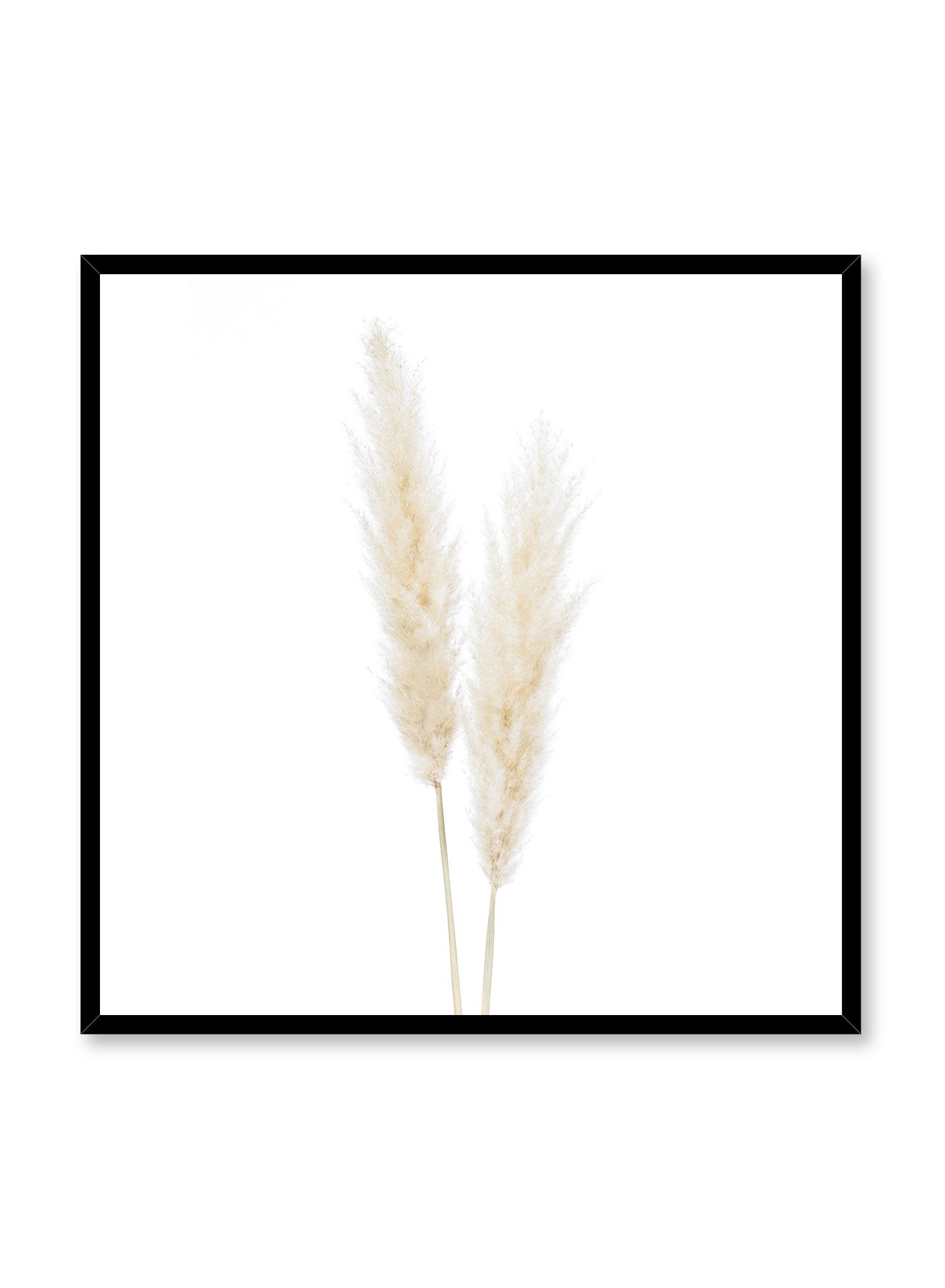 Premium Grass Species Poster - Educational Botanical Wall Art for Home, Office & Classroom Decor | Perfect for Nature Lovers & Plant Enthusiasts