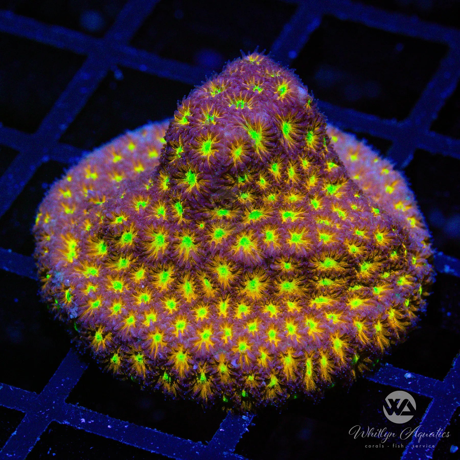 Spitfire Leptastrea Coral - WYSIWYG Live Coral for Saltwater Aquariums | Perfect for Reef Tanks & Marine Aquascaping