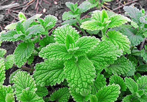 100 Strawberry Mint Herb Seeds - Non-GMO, Fragrant & Rare Mentha piperita - Grown in USA | Perfect for Tea, Cocktails, and Home Gardening