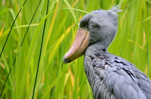 Shoebill Stork Glossy Poster Print - High-Quality Wildlife Photo Banner for Home & Office Decor - Perfect for Living Room, Bedroom, or Classroom Wall Art