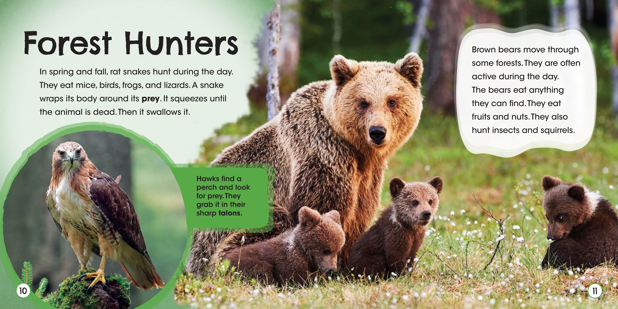 Temperate Forest Ecosystem Guide - Explore Flora, Fauna & Climate - Perfect for Nature Enthusiasts & Educational Use