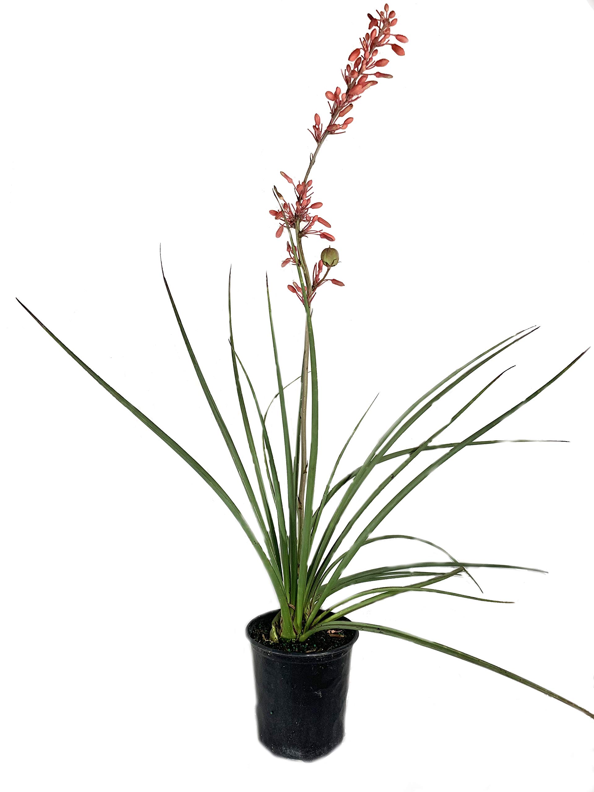 Red Yucca Live Plant (Hesperaloe Parviflora) - 6 Inch Pot, Drought-Tolerant Evergreen Succulent for Landscaping - Attracts Hummingbirds & Pollinators - Perfect for Xeriscape Gardens & Desert Landscapes