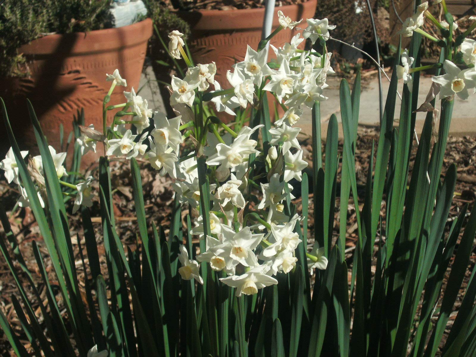 100 Perennial Spring Bulbs - Wintersun Paperwhite Narcissus Bulbs for Garden Planting | Indoor & Outdoor Flowering Plants for Home Decor, Landscaping, and Gift Giving