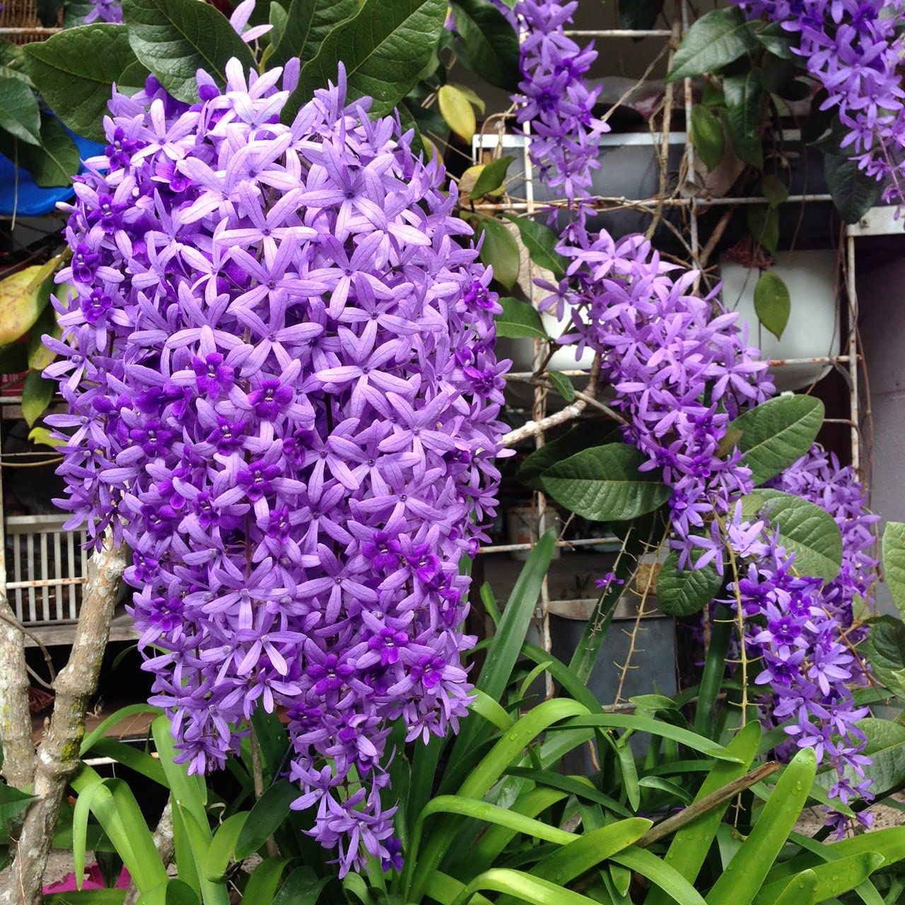 FTG Goods 5 Pack Petrea Volubilis Seeds - Queen's Wreath Plant, Purple Bluebird Vine Seeds for Planting | Beautiful Climbing Vine for Gardens, Trellises & Fences
