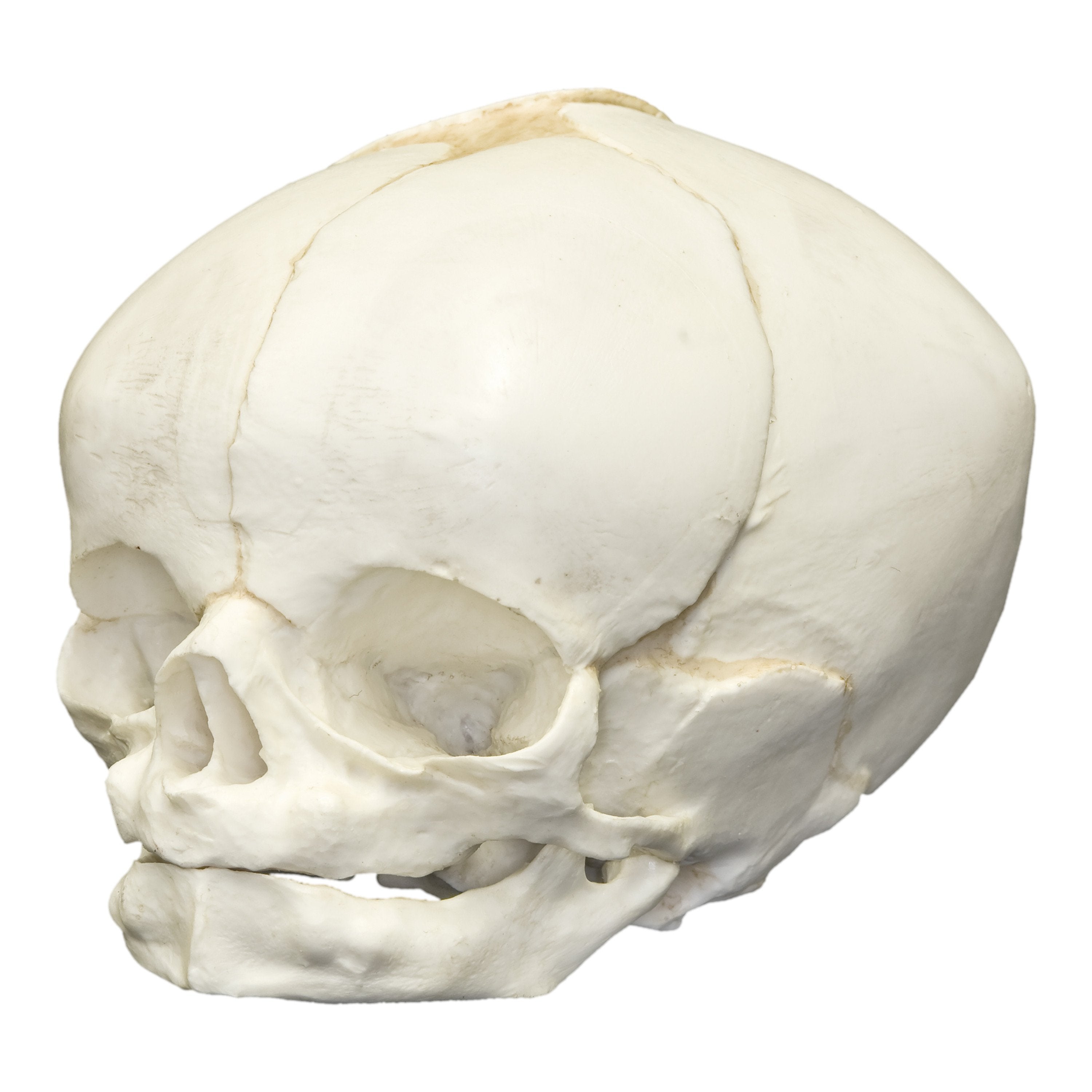 Replica Human Fetal Skull 40 1/2 Weeks - Anatomical Model for Medical Education, Biology Study & Halloween Decor