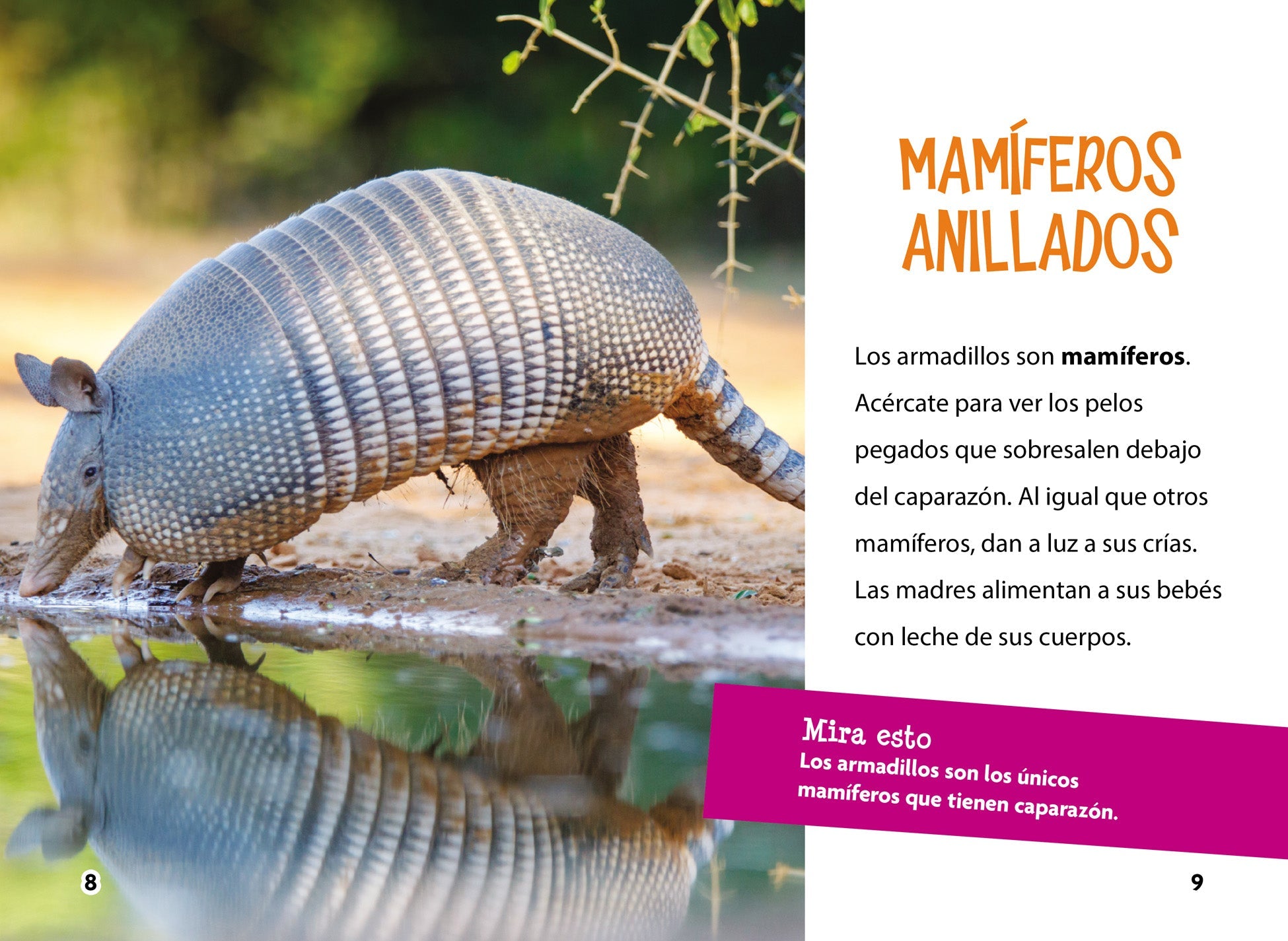 Armadillo Plush Toy - Soft & Cuddly Stuffed Animal for Kids & Collectors | Perfect for Gifts, Nursery Decor, and Wildlife Enthusiasts