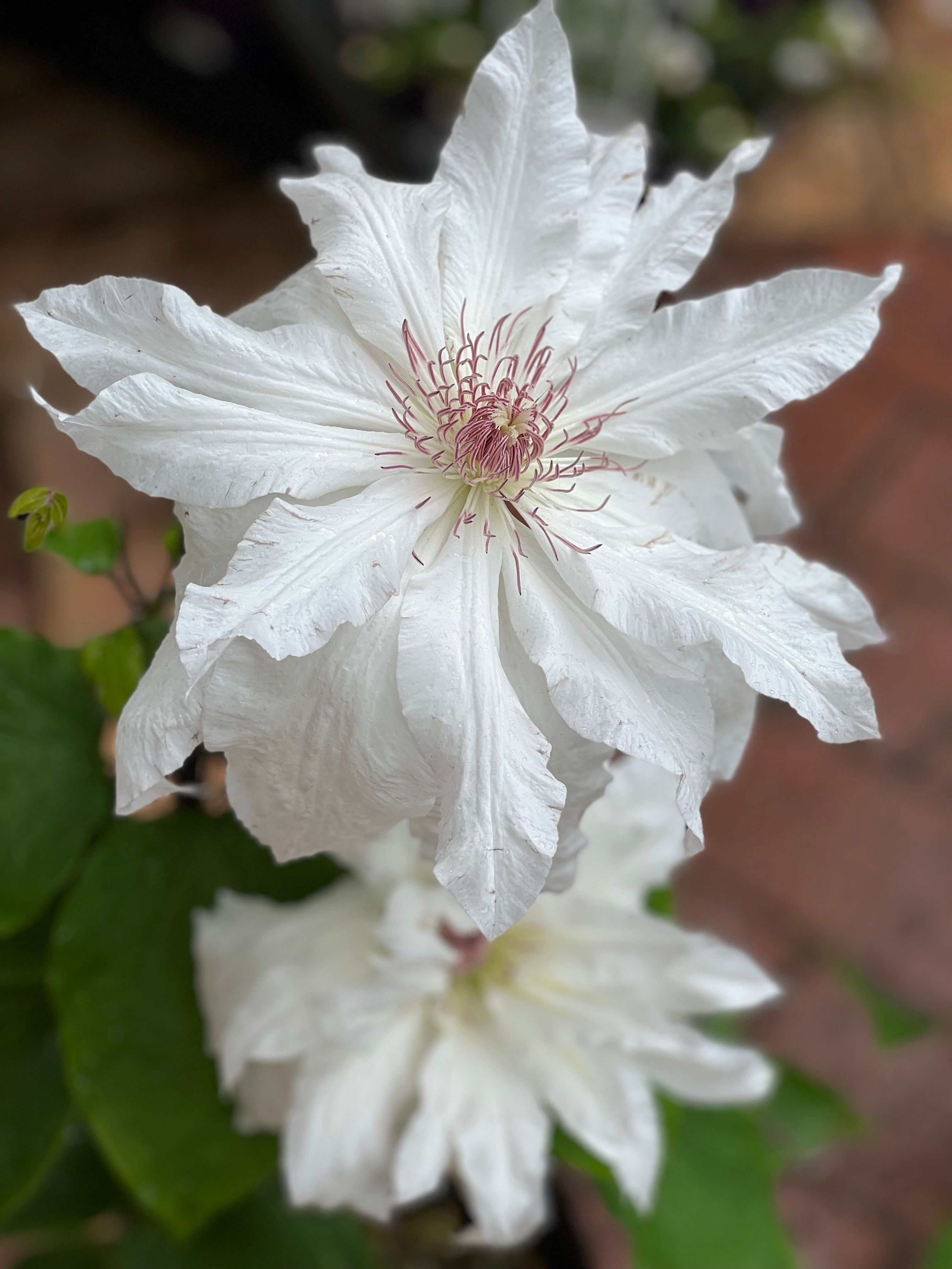 Clematis 'Snow Gem' - Beautiful White Flowering Vine for Gardens, Fences & Trellises | Perfect for Outdoor Landscaping & Decoration