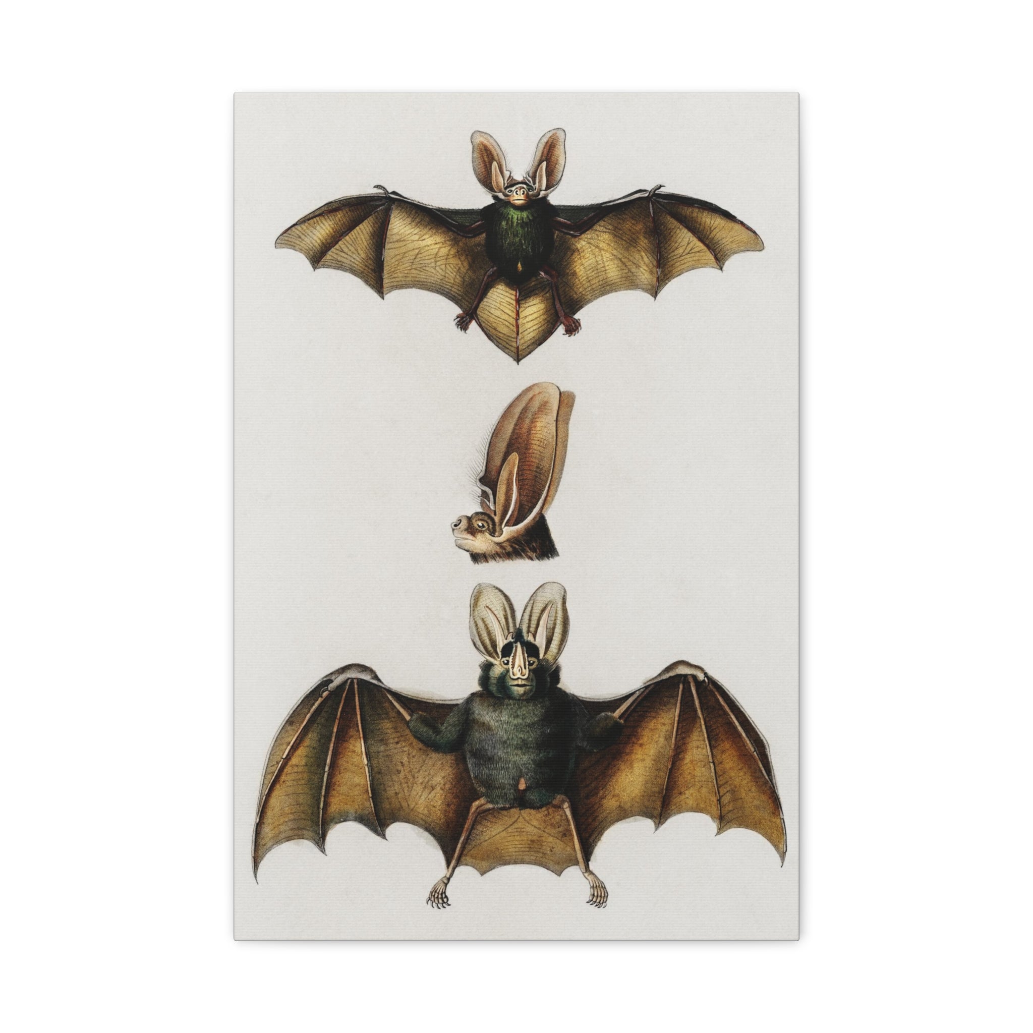 Plecotus Bat Art Print by Charles Dessalines - Stunning Canvas Wall Decor for Home, Office & Gifts | Wildlife Illustration | Nature-Inspired Decor