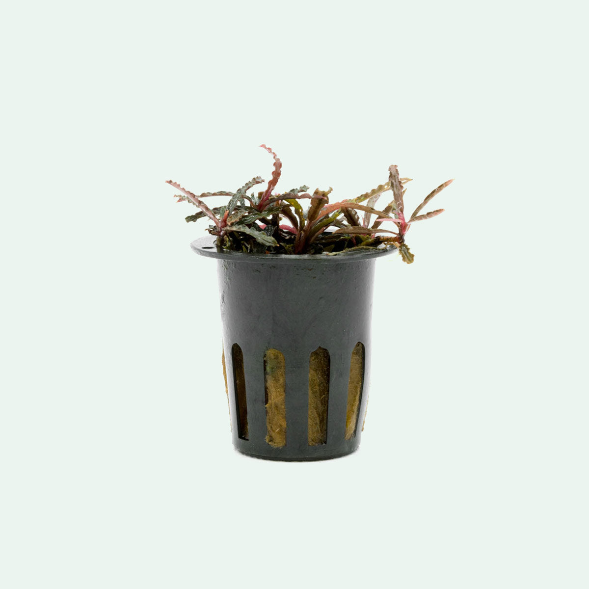 Bucephalandra Catherinae Red Aquatic Plant for Aquarium - Live Freshwater Plant for Fish Tank Decoration, Aquascaping & Shrimp Habitat