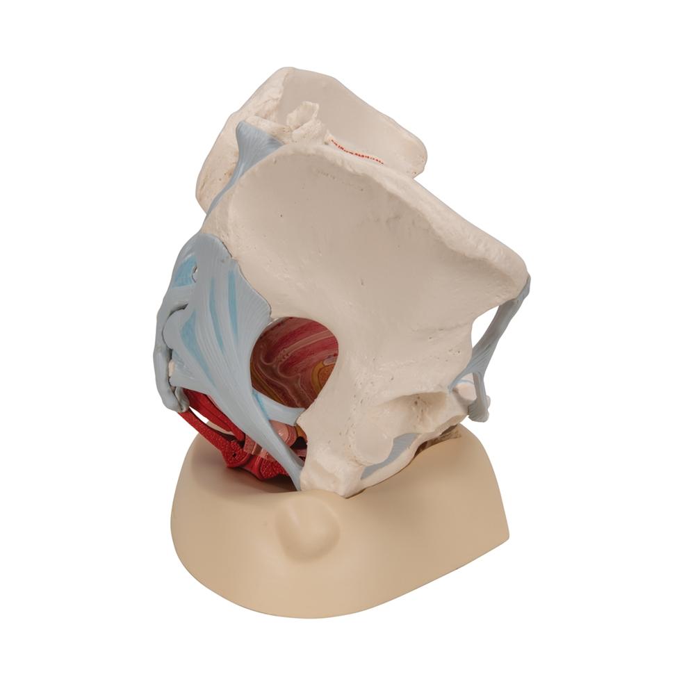 Female Pelvis Model with Ligaments, Muscles & Organs - Anatomical Study Tool for Medical Students, Doctors & Physical Therapists