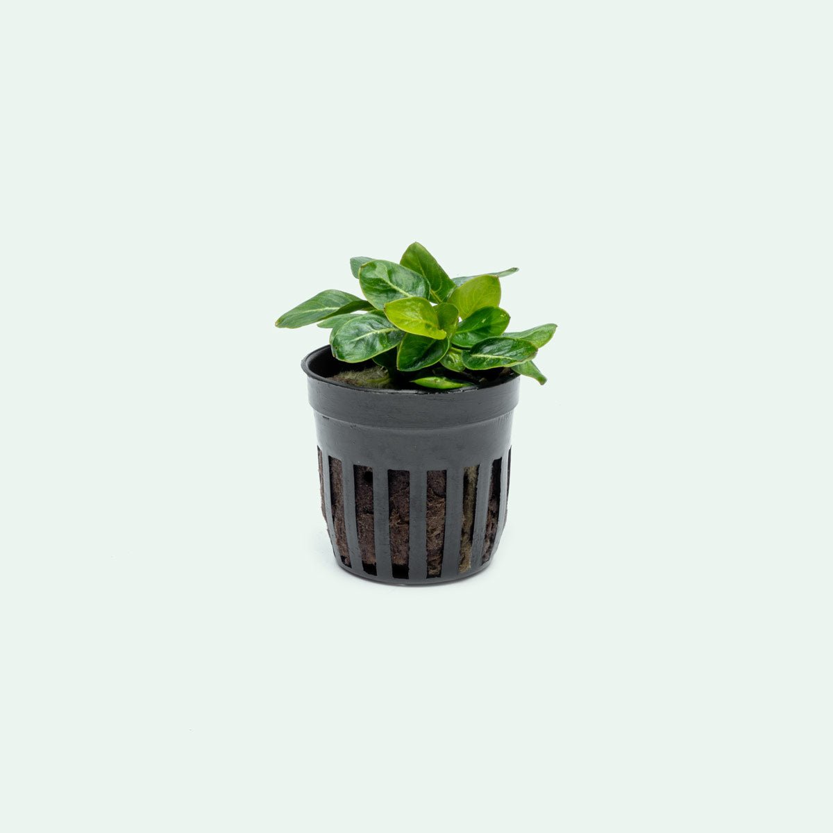 Anubias Giant Stardust Aquatic Plant - Live Freshwater Aquarium Plant for Fish Tanks, Ponds & Terrariums - Easy Low Light Aquascaping Plant for Beginners