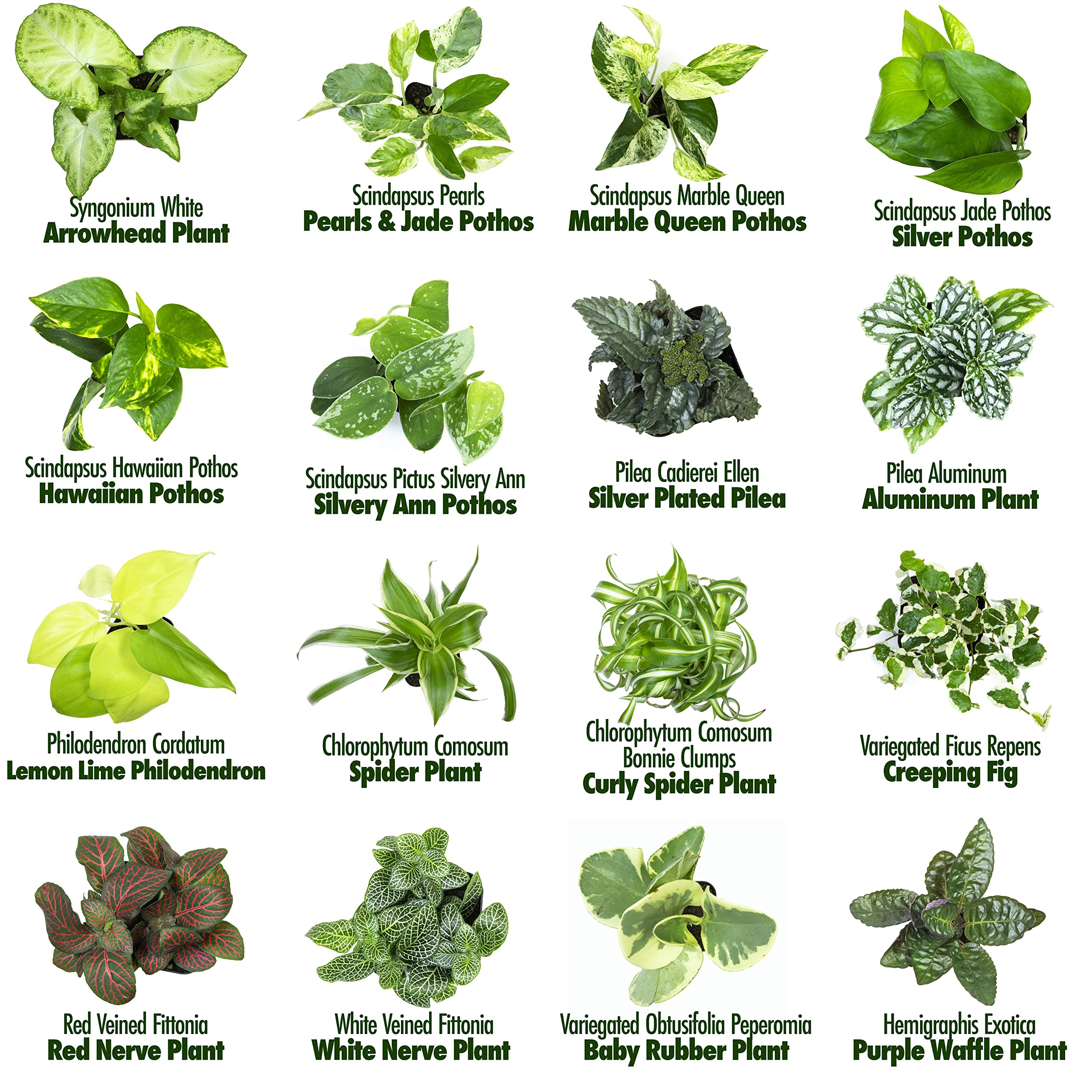 48 Pack Easy to Grow Live Houseplants in Planters - Indoor Plants Collection with Potting Soil Mix, Home Decor Planting Kit for Living Room, Office, or Outdoor Garden Gifts by Plants for Pets