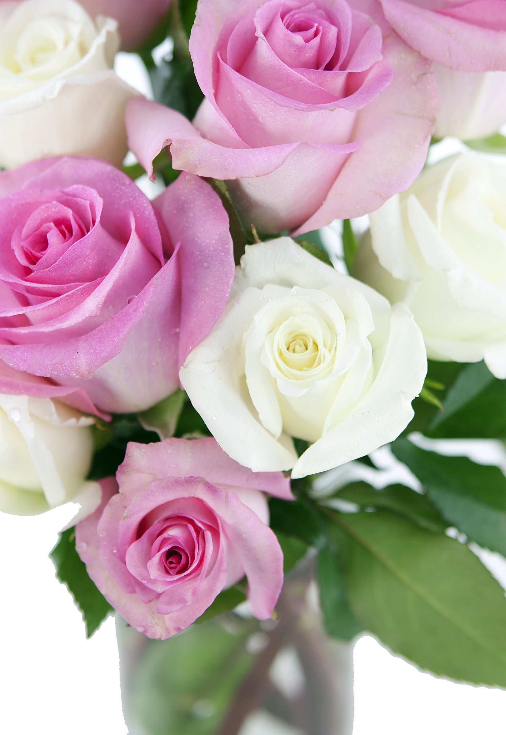 KaBloom Fresh Pink & White Roses (24 Stems) with Vase - Premium Mother's Day Flowers for Next Day Delivery | Perfect Gift for Birthdays, Valentine's, Get Well Soon, Thank You & Special Occasions | Ideal for Home Decor, Wedding Centerpieces & Romantic Surprises