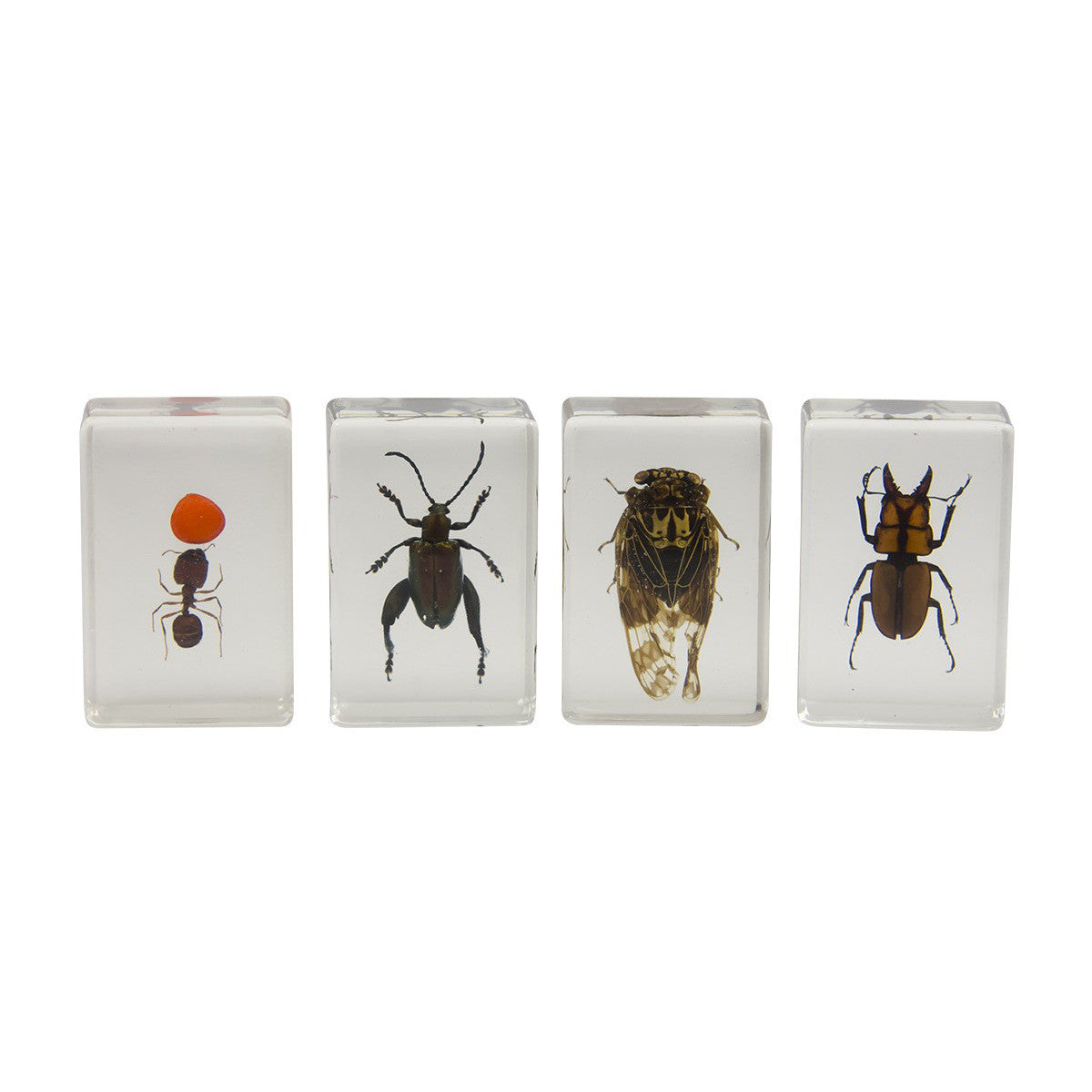 Celestron 3D Bug Specimen Kit - Realistic Insect Models for Science Education & STEM Learning | Perfect for Classroom, Homeschool & Kids Science Projects