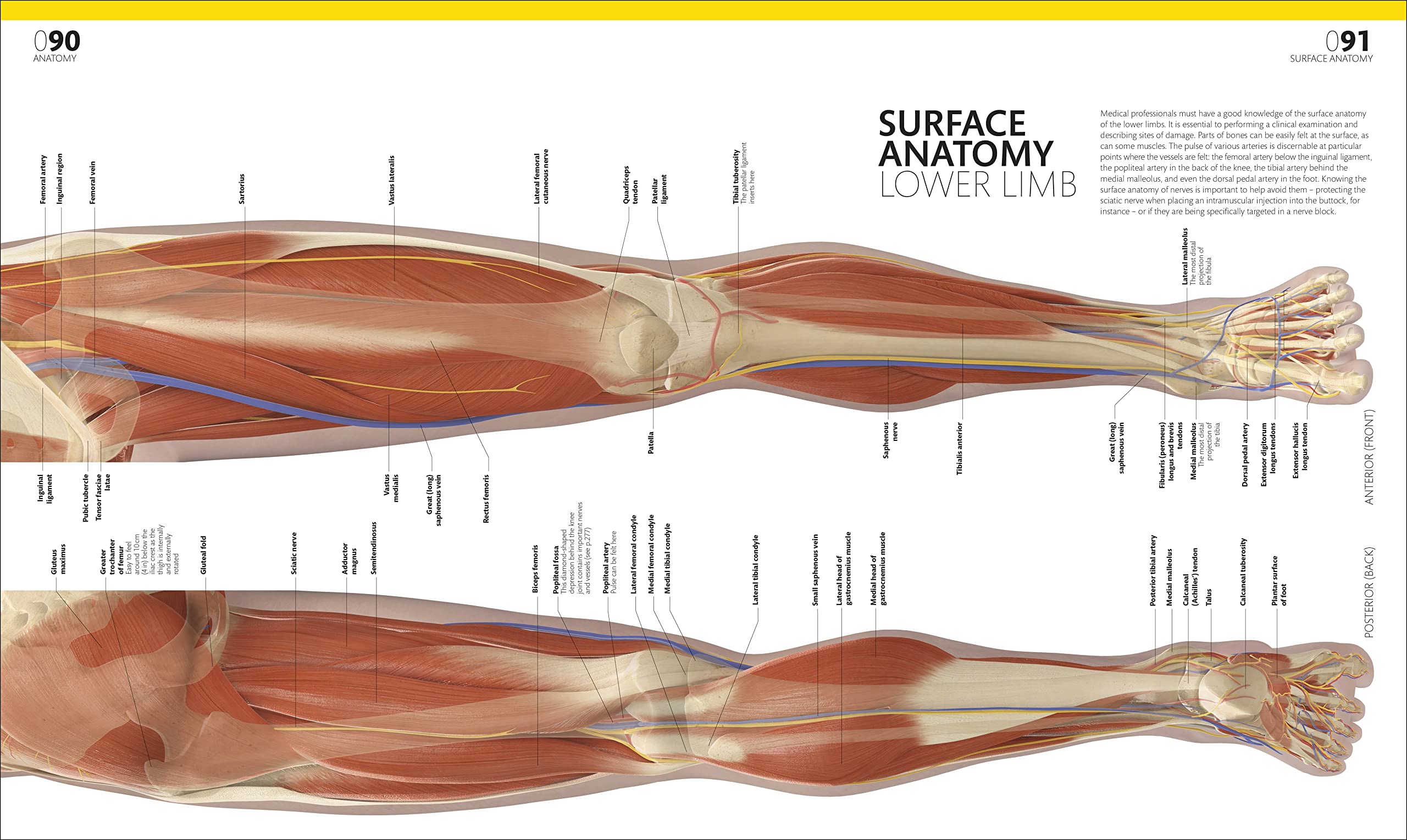 The Complete Human Body: The Definitive Visual Guide | DK Human Body Guides | Anatomy Reference for Students & Medical Professionals | Perfect for Home Study & Classroom Learning