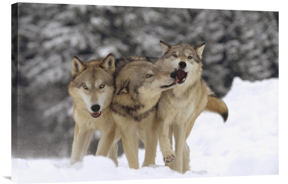 Tim Fitzharris Timber Wolf Trio Playing in Snow Montana - Premium Gallery Wrap Canvas Wall Art Print - Wildlife Home Decor for Living Room, Office & Cabin