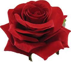 Elegant Red Rose Hair Clips for Women - Pack of 1 | Perfect for Weddings, Parties & Everyday Style