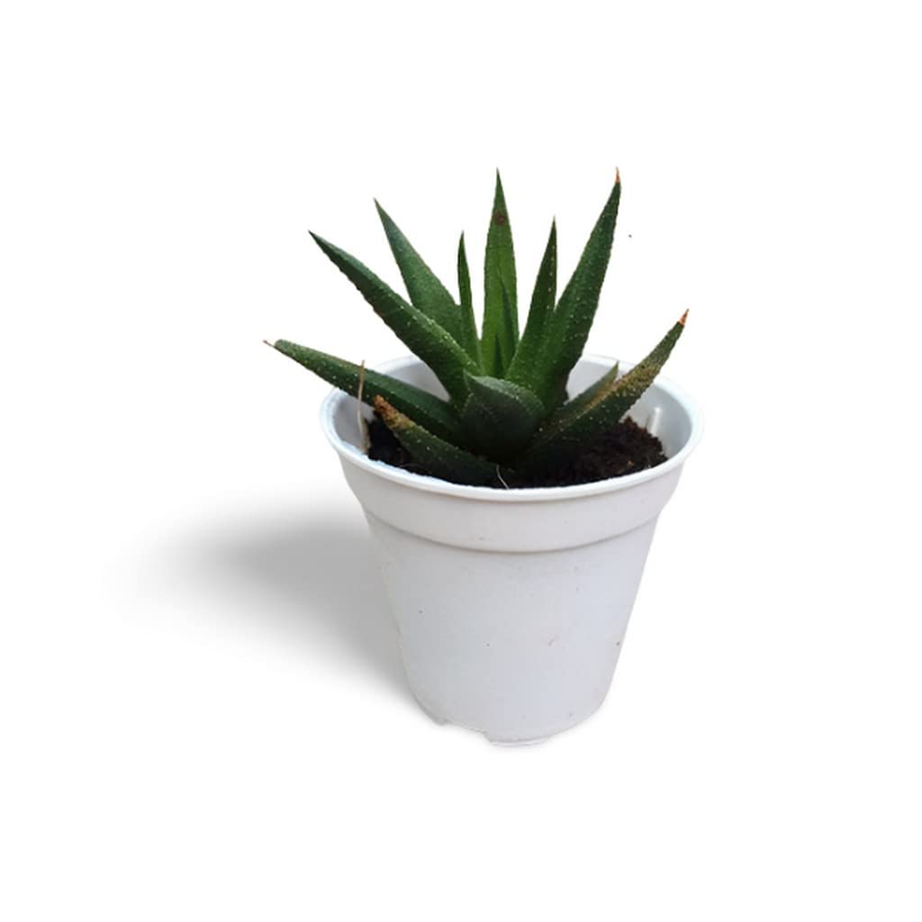 Exotic Aloe Black Beauty (Gastrolea Midnight) - 7cm Pot Low Maintenance Lucky Plant for Home & Office Decor | Air Purifying Succulent for Indoor Spaces