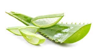 Organic Aloe Vera Live Plant - Natural Medicinal Succulent for Home, Garden & Skincare - Perfect for Indoor Decor, Herbal Remedies & Sunburn Relief