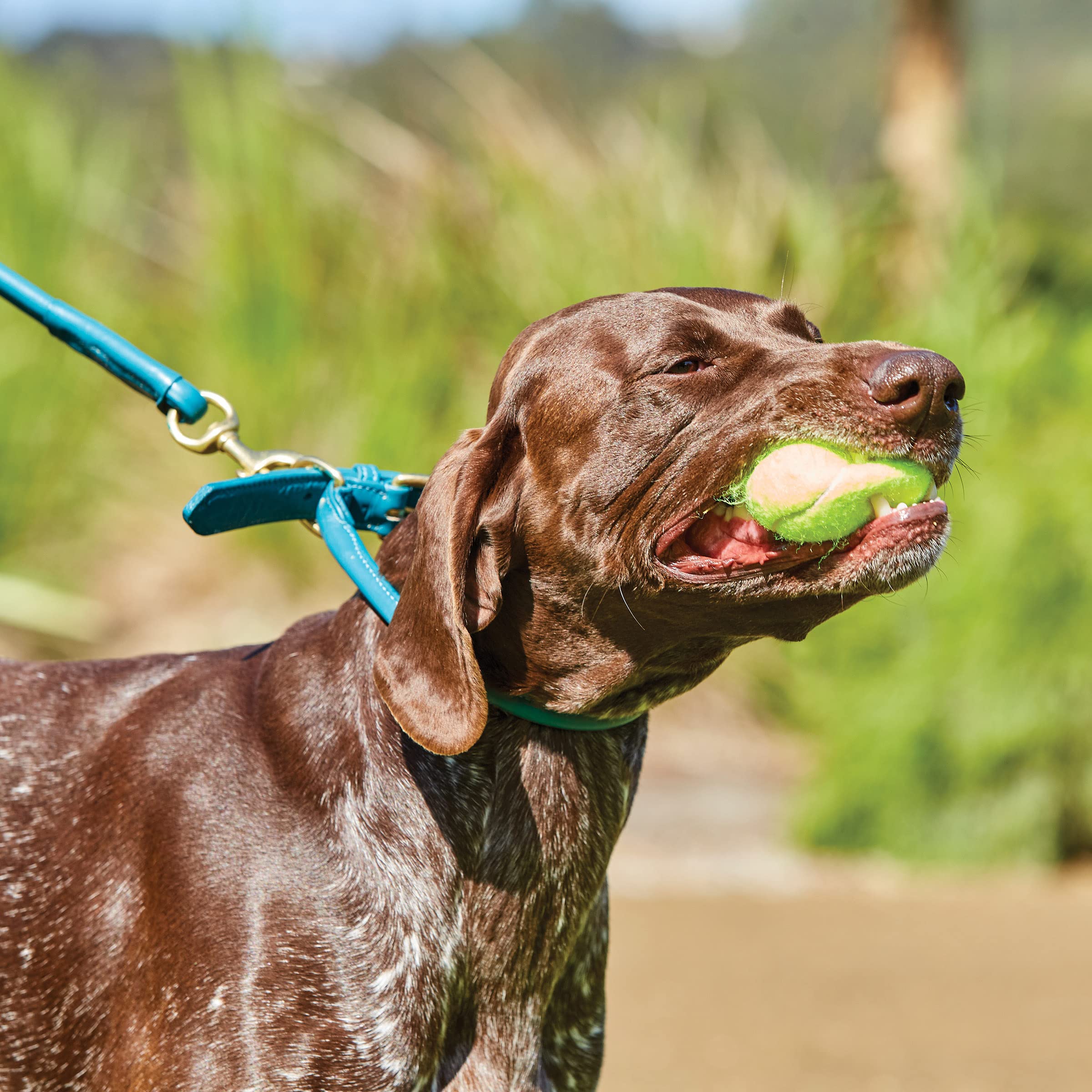 WeatherBeeta Premium Rolled Leather Dog Collar - Small Size, Brown - Durable & Comfortable for Daily Walks & Training