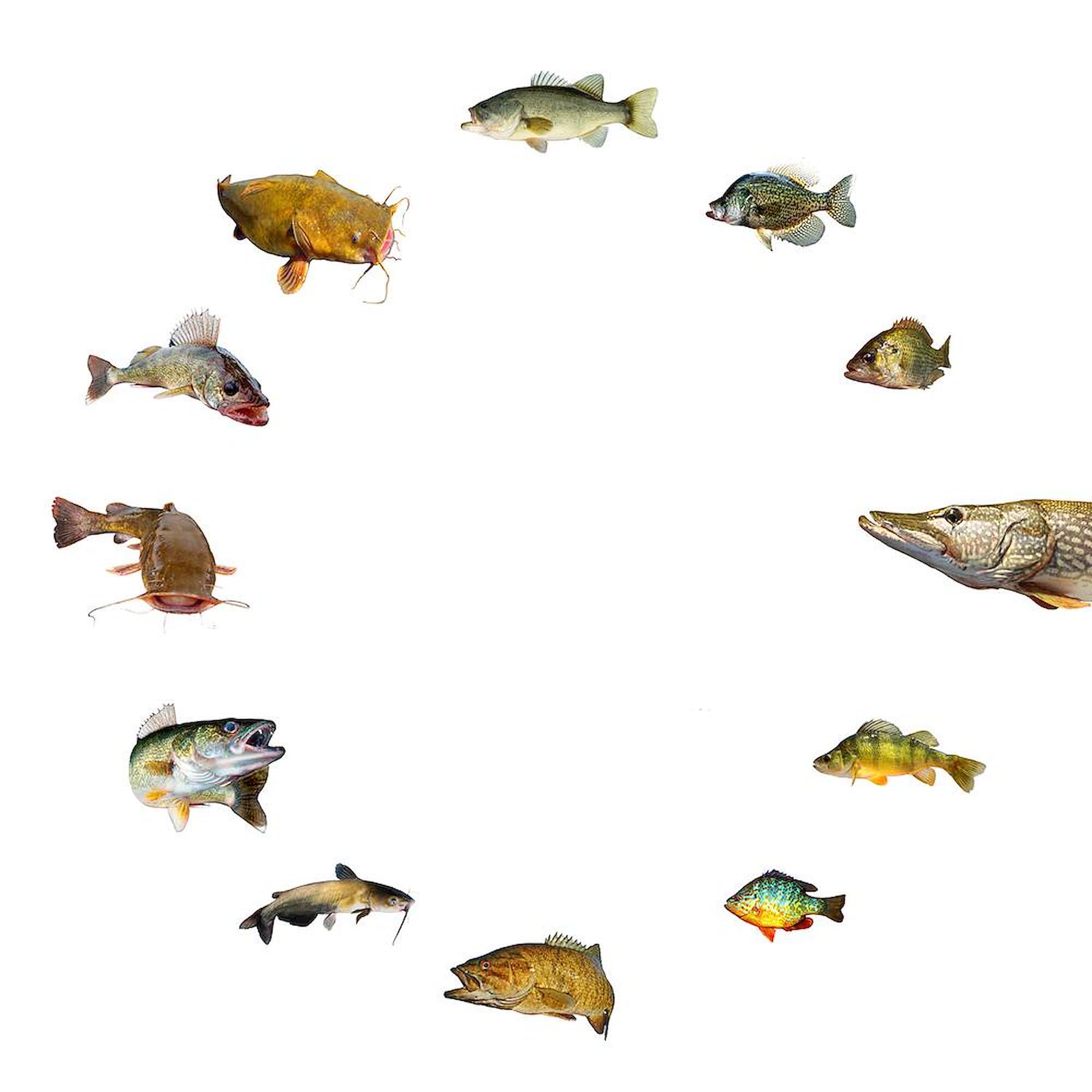 10 Inch Fish Wall Clock for Living Room, Kitchen, or Office - Unique Home Decor & Gift Idea for Fishermen & Nautical Lovers